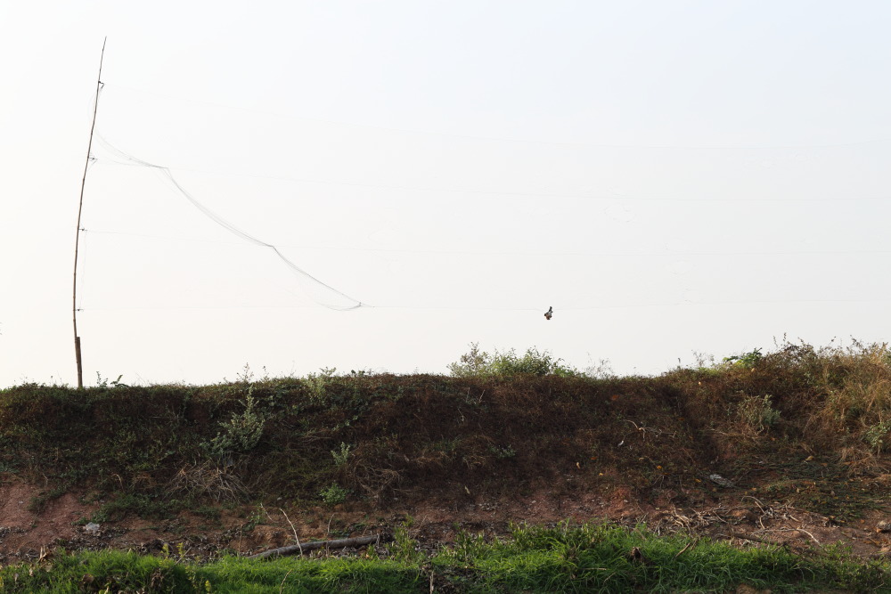 Lokation: Thailand | Nakhon Ratchasima | Phimai | Phimai Kategorien: Vögel, Datum: 24.02.2016