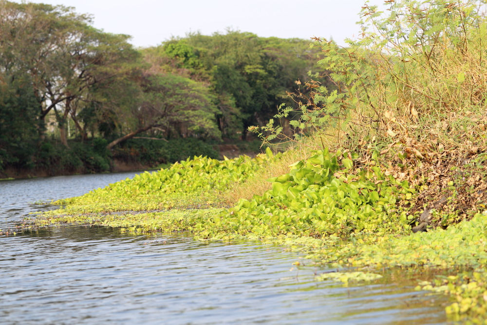 Lokation: Thailand | Nakhon Ratchasima | Phimai | Phimai Kategorien: Vegetation, Datum: 24.02.2016