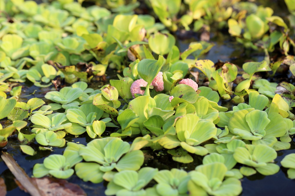 Lokation: Thailand | Nakhon Ratchasima | Phimai | Phimai Kategorien: Habitus, Datum: 24.02.2016