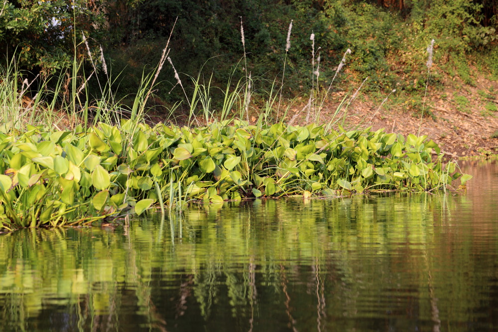 Lokation: Thailand | Nakhon Ratchasima | Phimai | Phimai Kategorien: Vegetation, Datum: 24.02.2016