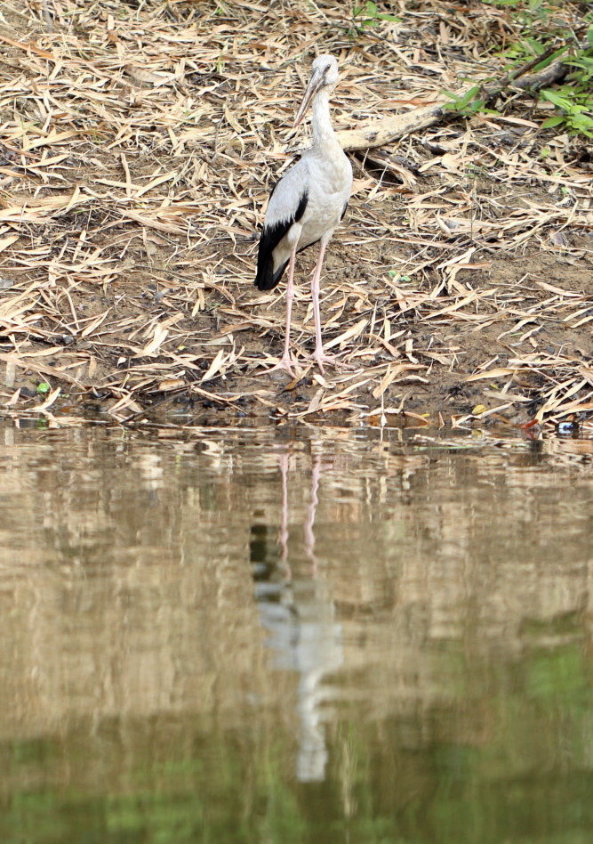 Lokation: Thailand | Nakhon Ratchasima | Phimai | Phimai Kategorien: Vögel, Datum: 24.02.2016