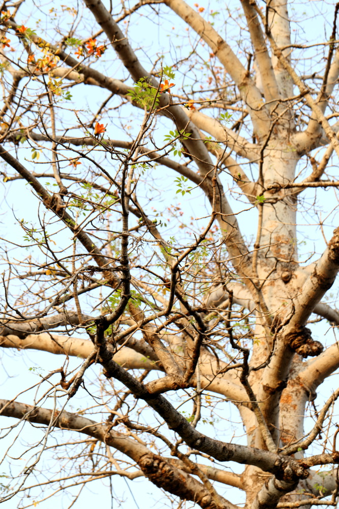 Lokation: Thailand | Nakhon Ratchasima | Phimai | Phimai Kategorien: Baum, Datum: 24.02.2016