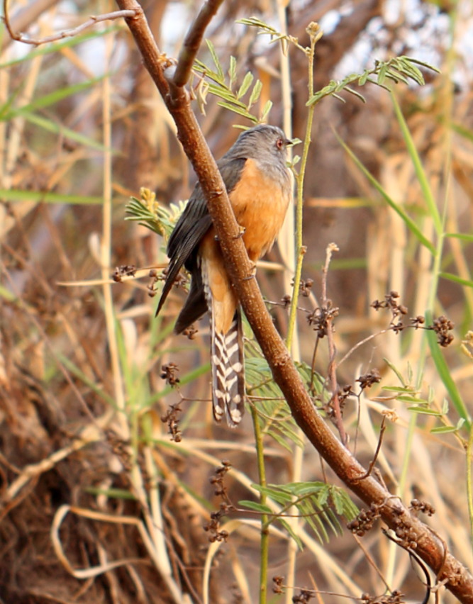 Lokation: Thailand | Nakhon Ratchasima | Phimai | Phimai Kategorien: Vögel, Datum: 24.02.2016