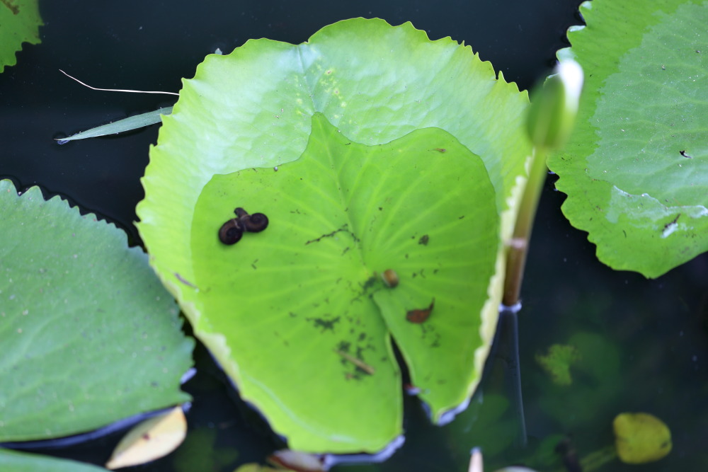 Lokation: Thailand | Nakhon Ratchasima | Phimai | Phimai Kategorien: Fische, Datum: 25.02.2016