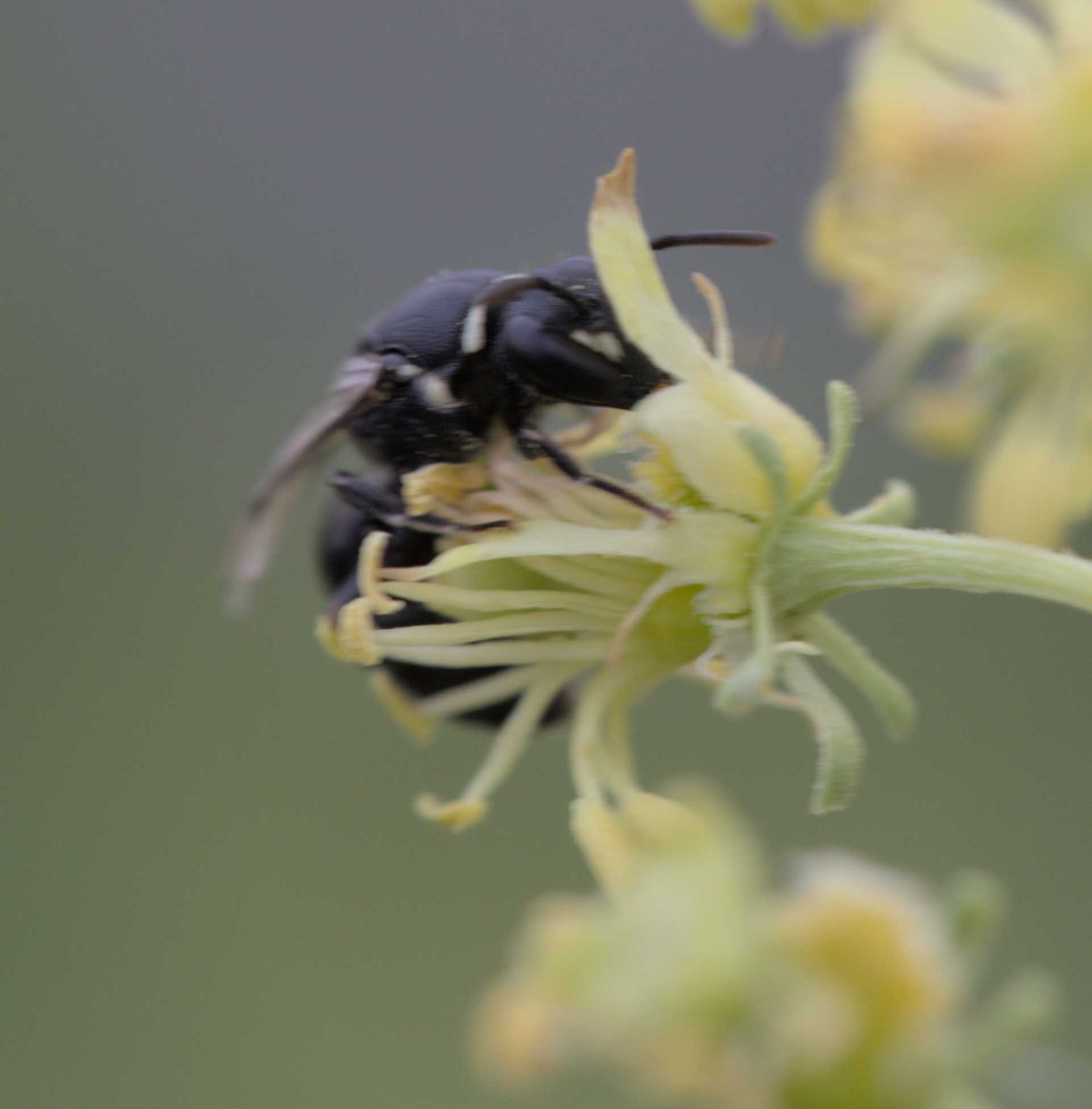 Reseden-Maskenbiene (Hylaeus signatus), Lokation: Deutschland | Nordrhein-Westfalen | Heinsberg | Wassenberg Kategorien: Bienen, Hortus rusticus, Familie: Colletidae (Kropfbienen), Datum: 25.08.2017