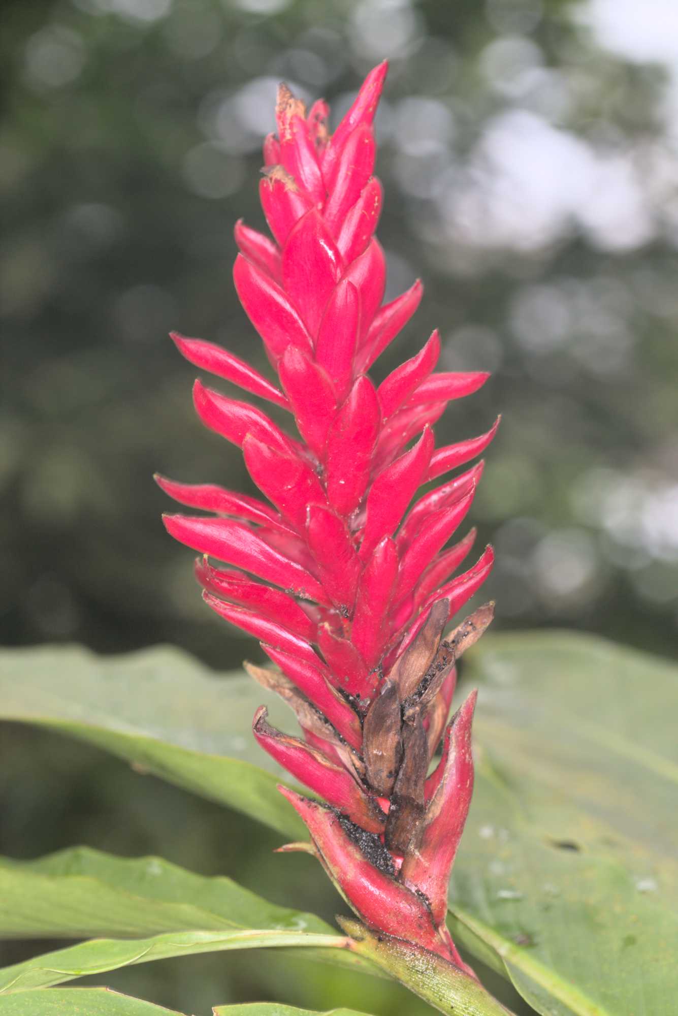 Lokation: Niederlande | Gelderland | Arnheim | Cranevelt Kategorien: Blüte, Gewächshaus, Datum: 06.03.2017