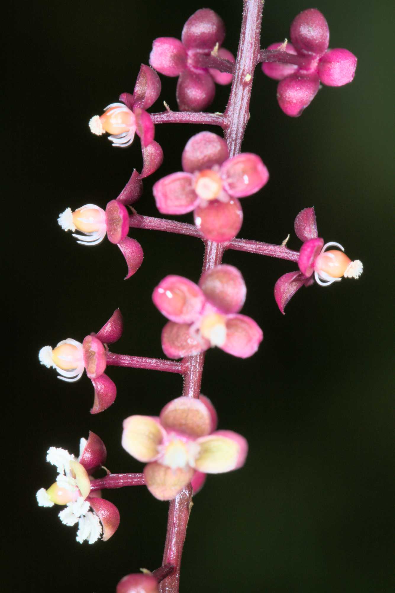 Lokation: Niederlande | Gelderland | Arnheim | Cranevelt Kategorien: Blüte, Gewächshaus, Datum: 06.03.2017