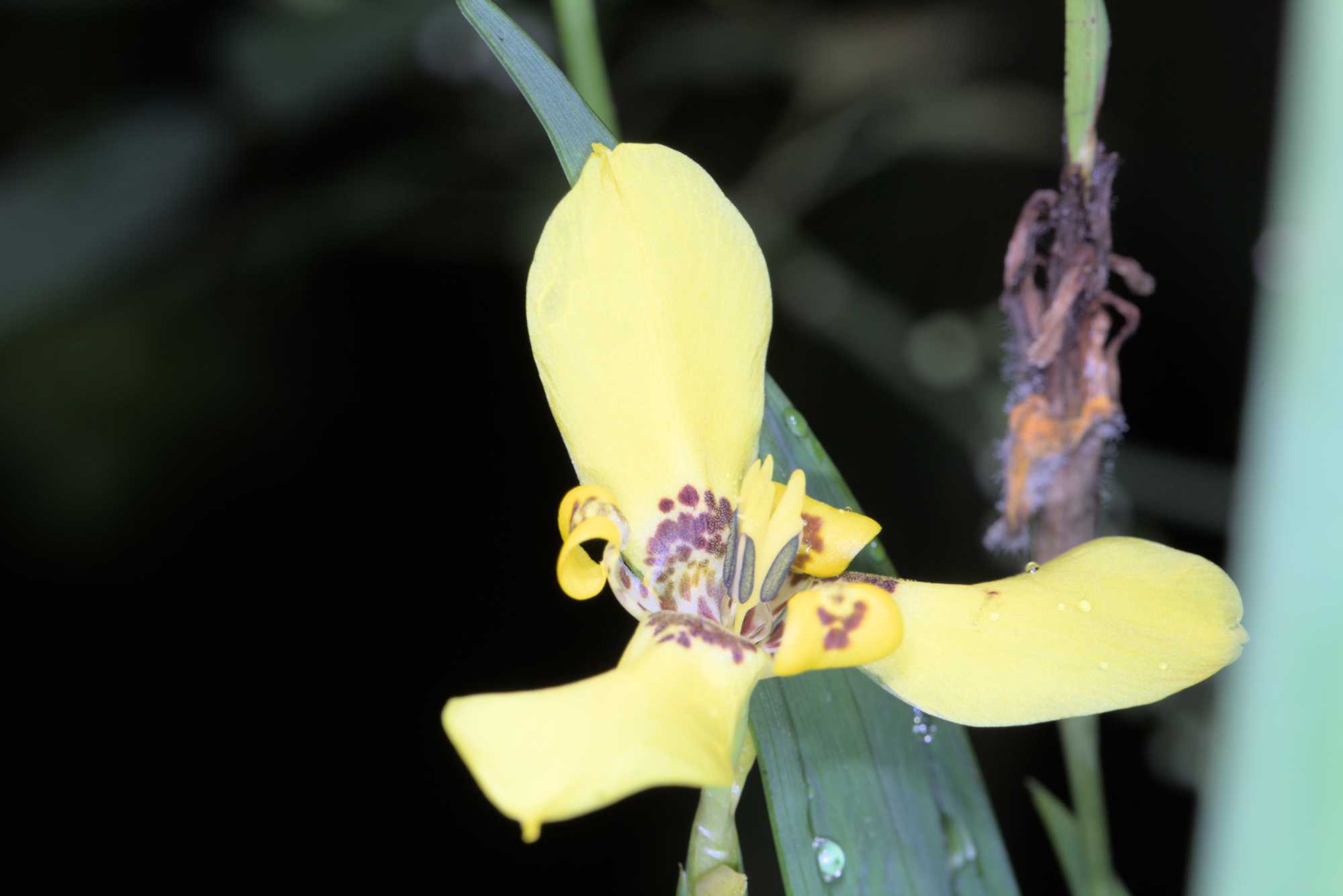 Lokation: Niederlande | Gelderland | Arnheim | Cranevelt Kategorien: Blüte, Gewächshaus, Datum: 06.03.2017