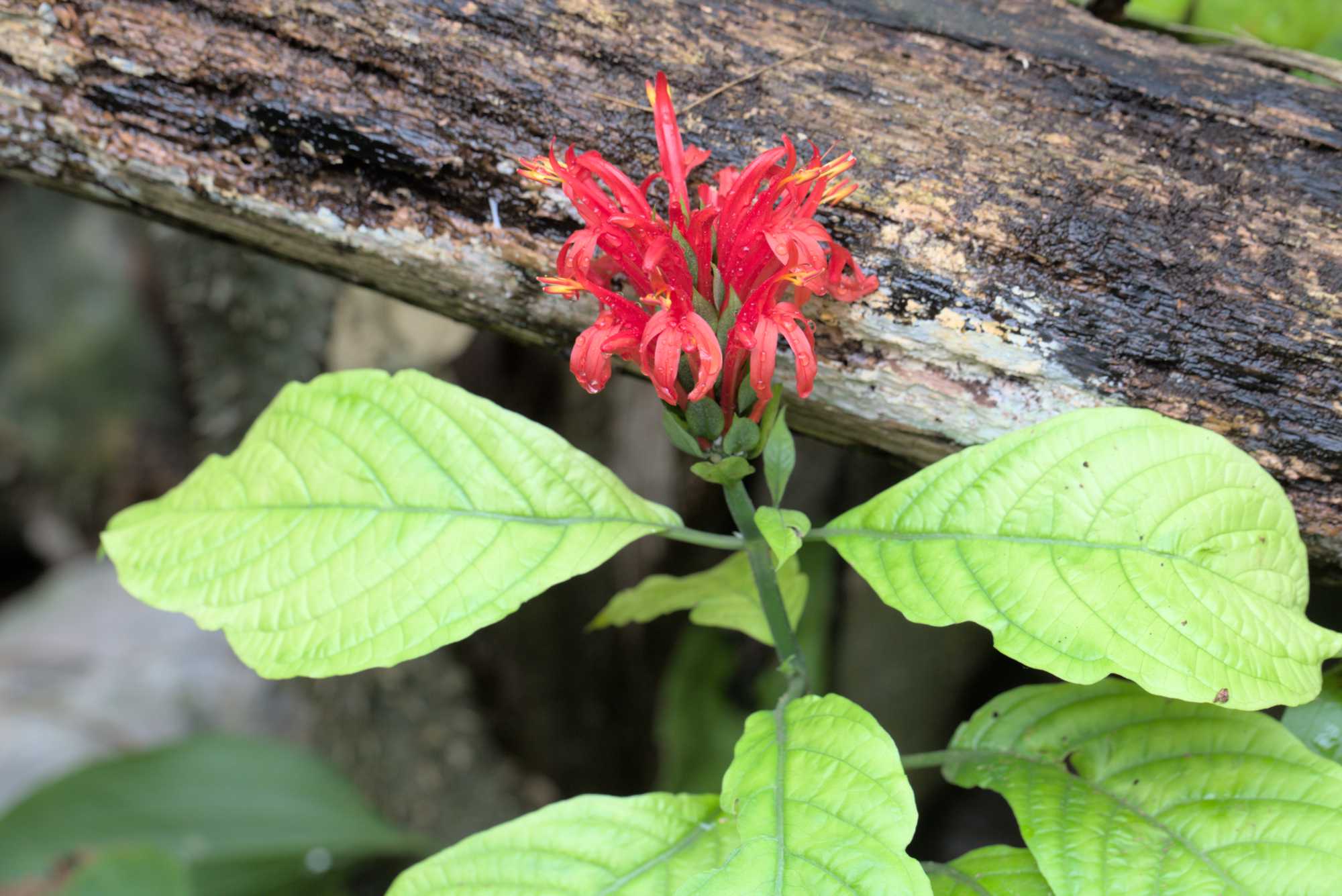 Lokation: Niederlande | Gelderland | Arnheim | Cranevelt Kategorien: Blüte, Gewächshaus, Datum: 06.03.2017