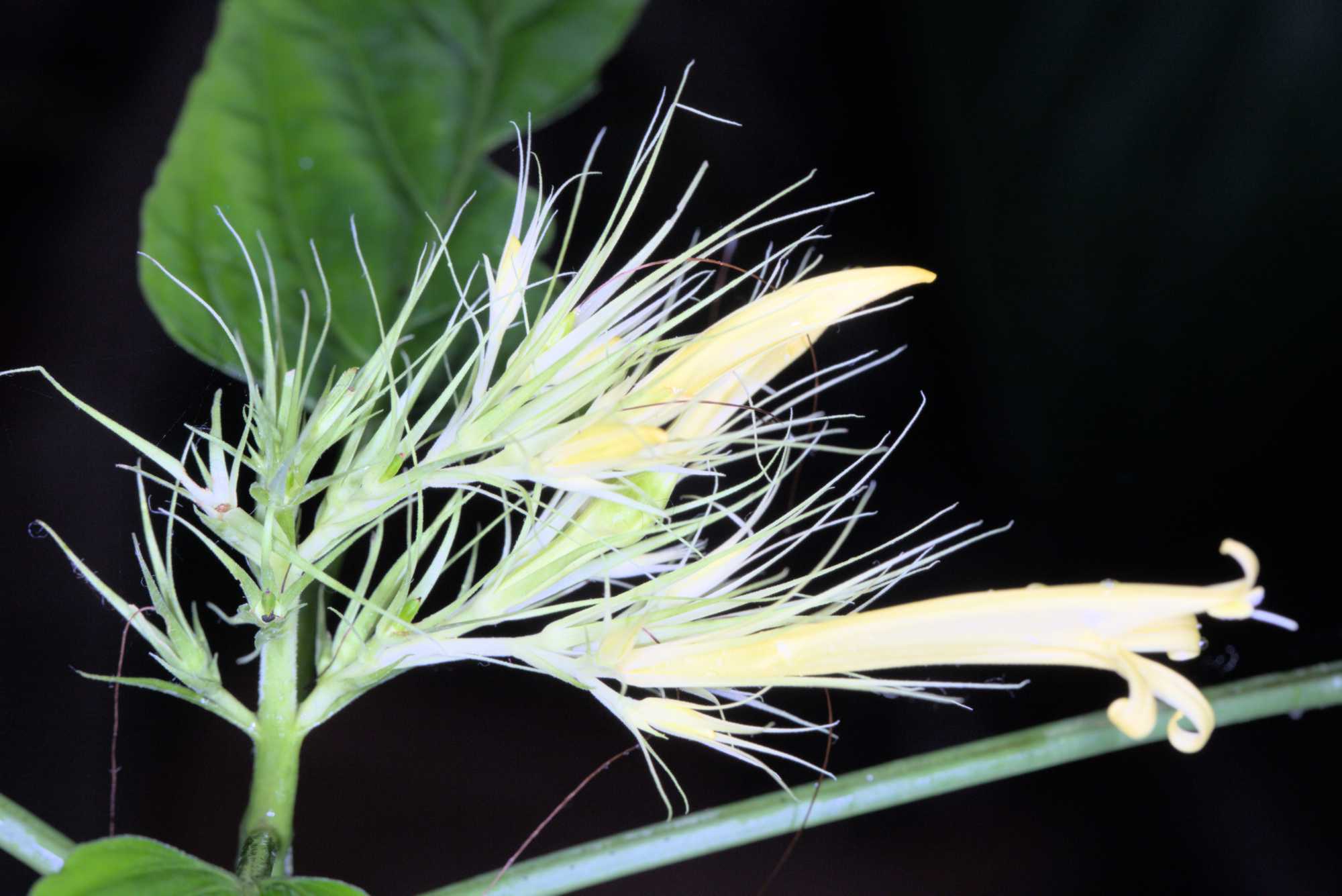 Lokation: Niederlande | Gelderland | Arnheim | Cranevelt Kategorien: Blüte, Gewächshaus, Datum: 06.03.2017