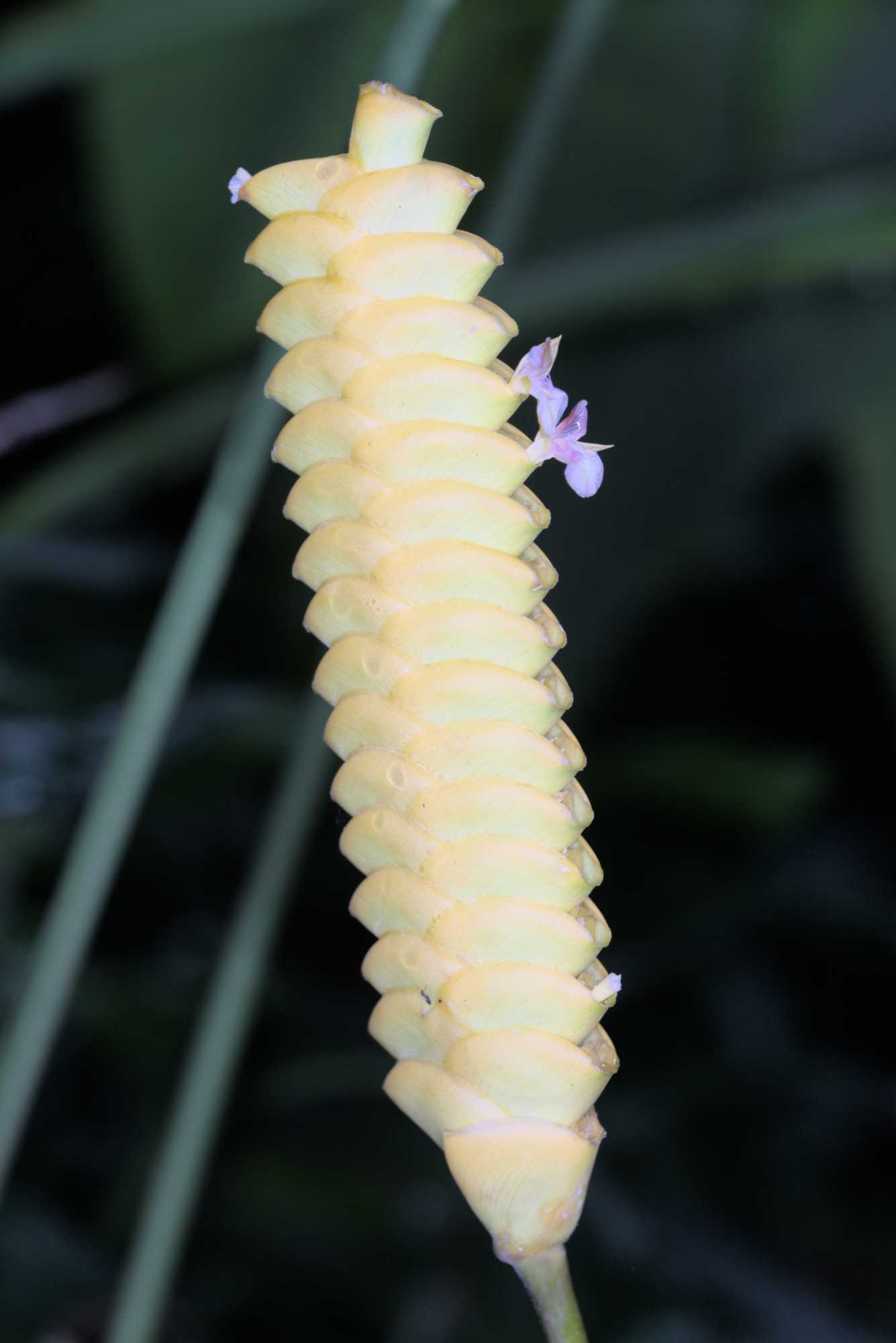 Lokation: Niederlande | Gelderland | Arnheim | Cranevelt Kategorien: Blüte, Gewächshaus, Datum: 06.03.2017