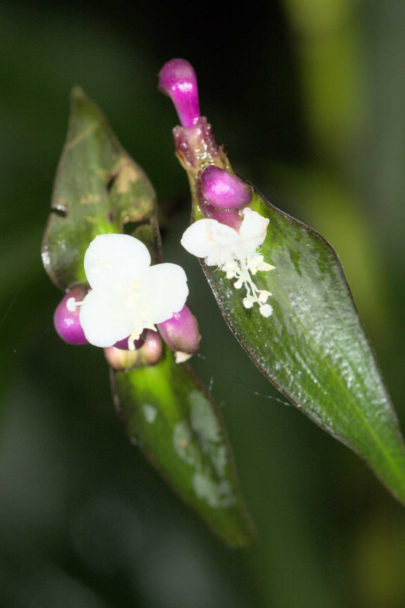 Lokation: Niederlande | Gelderland | Arnheim | Cranevelt Kategorien: Blüte, Gewächshaus, Datum: 06.03.2017