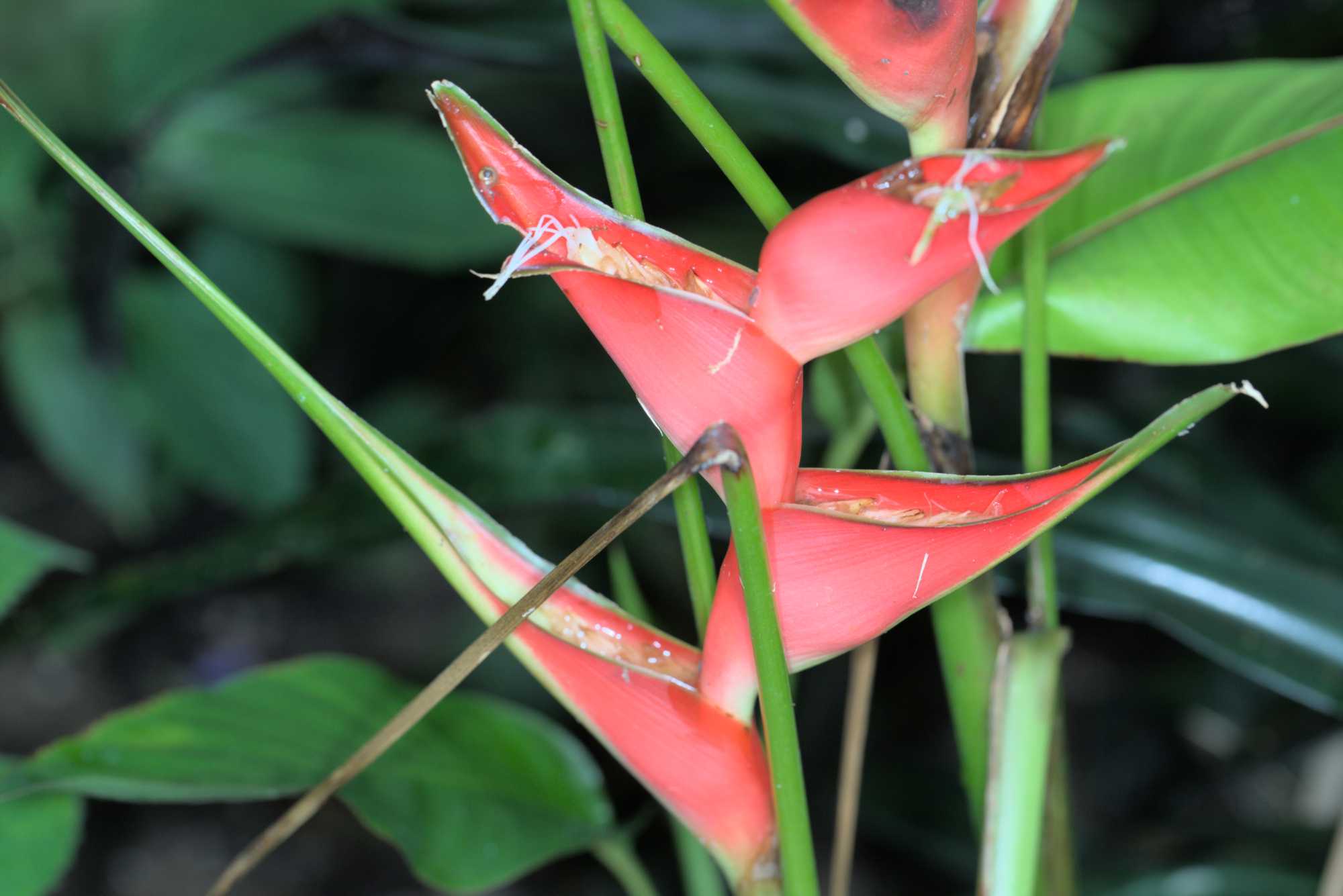 Lokation: Niederlande | Gelderland | Arnheim | Cranevelt Kategorien: Blüte, Gewächshaus, Datum: 06.03.2017
