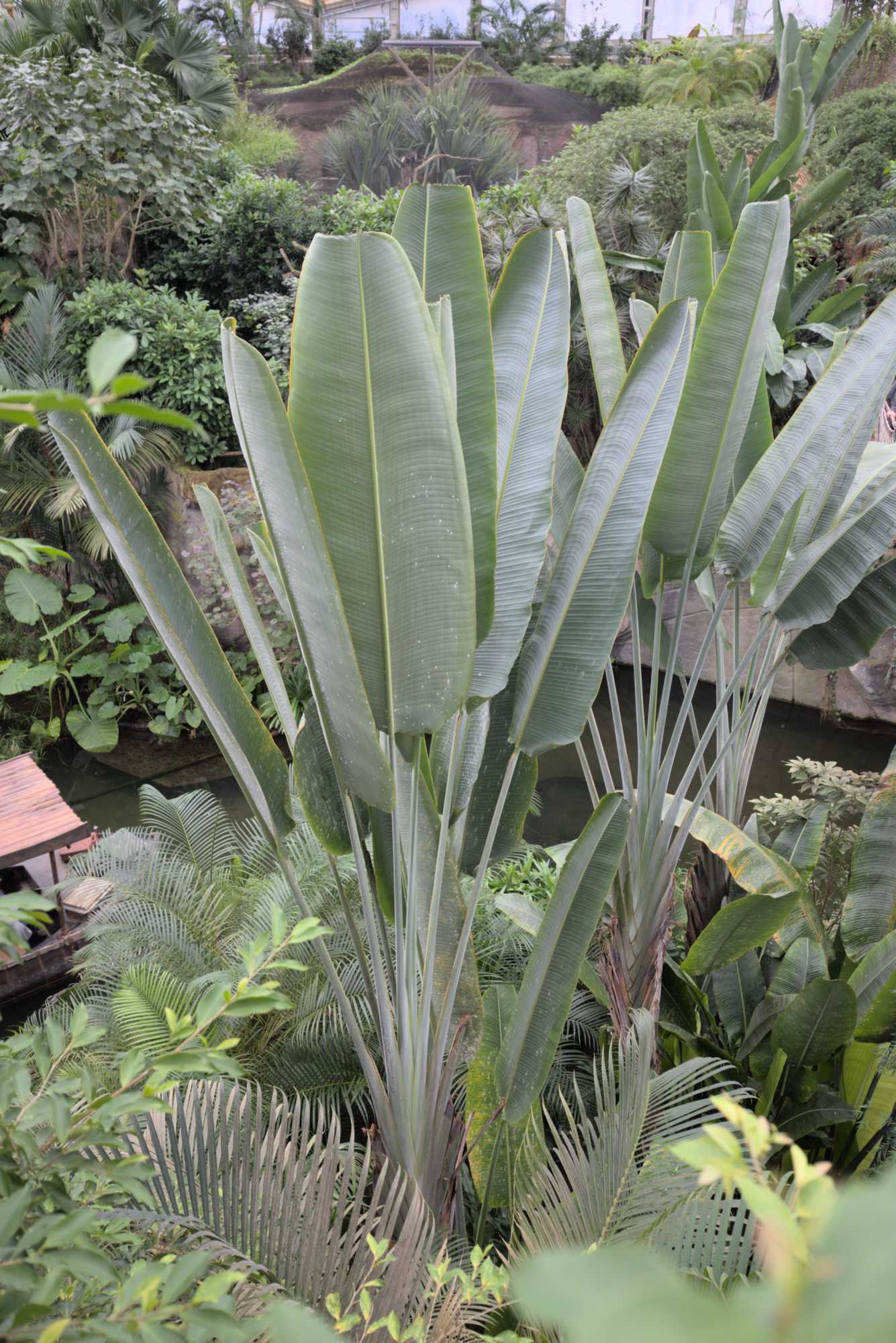 Lokation: Deutschland | Sachsen | Leipzig | Gondwanaland Kategorien: Gewächshaus, Datum: 18.03.2017