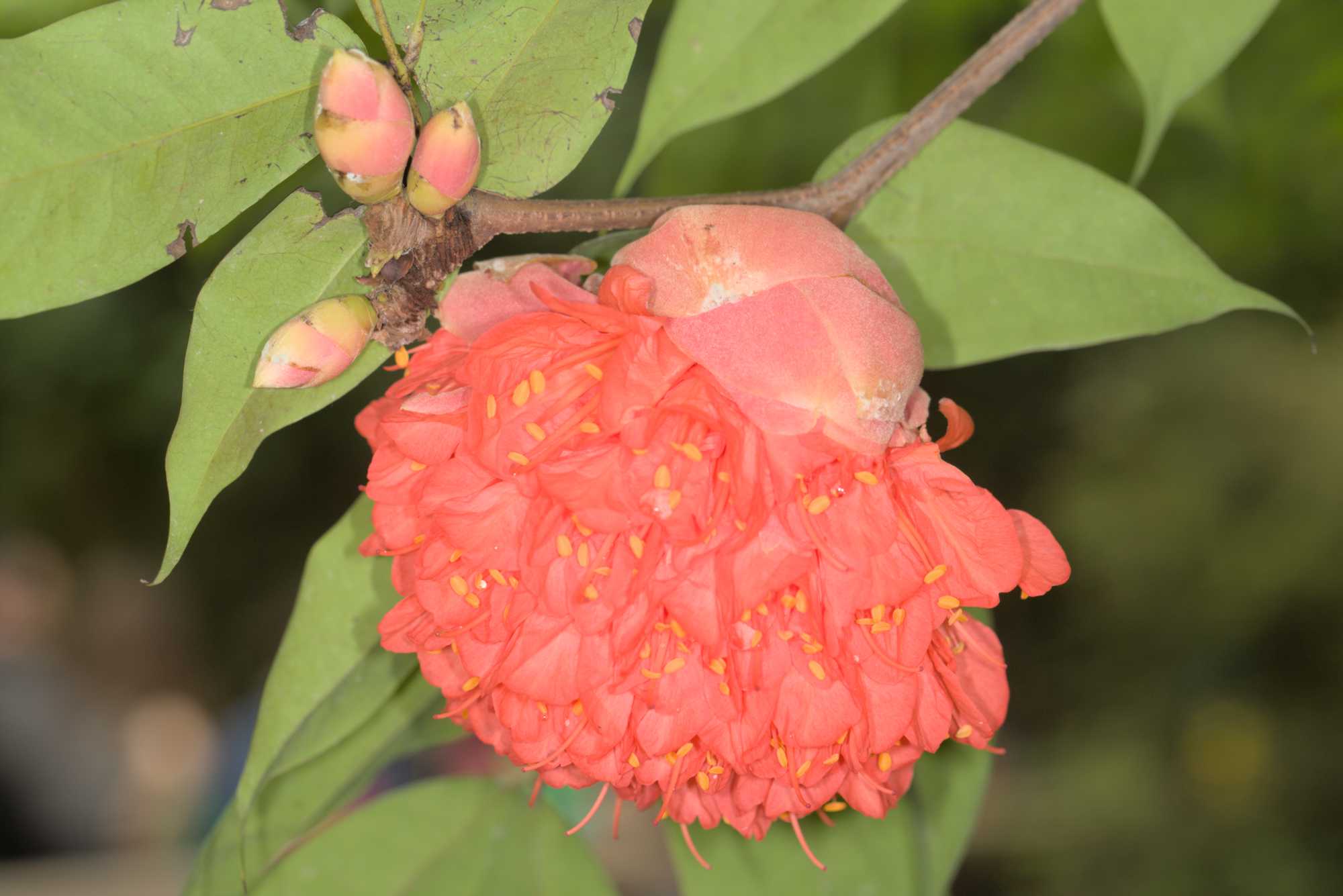 Lokation: Deutschland | Sachsen | Leipzig | Gondwanaland Kategorien: Blüte, Gewächshaus, Datum: 18.03.2017