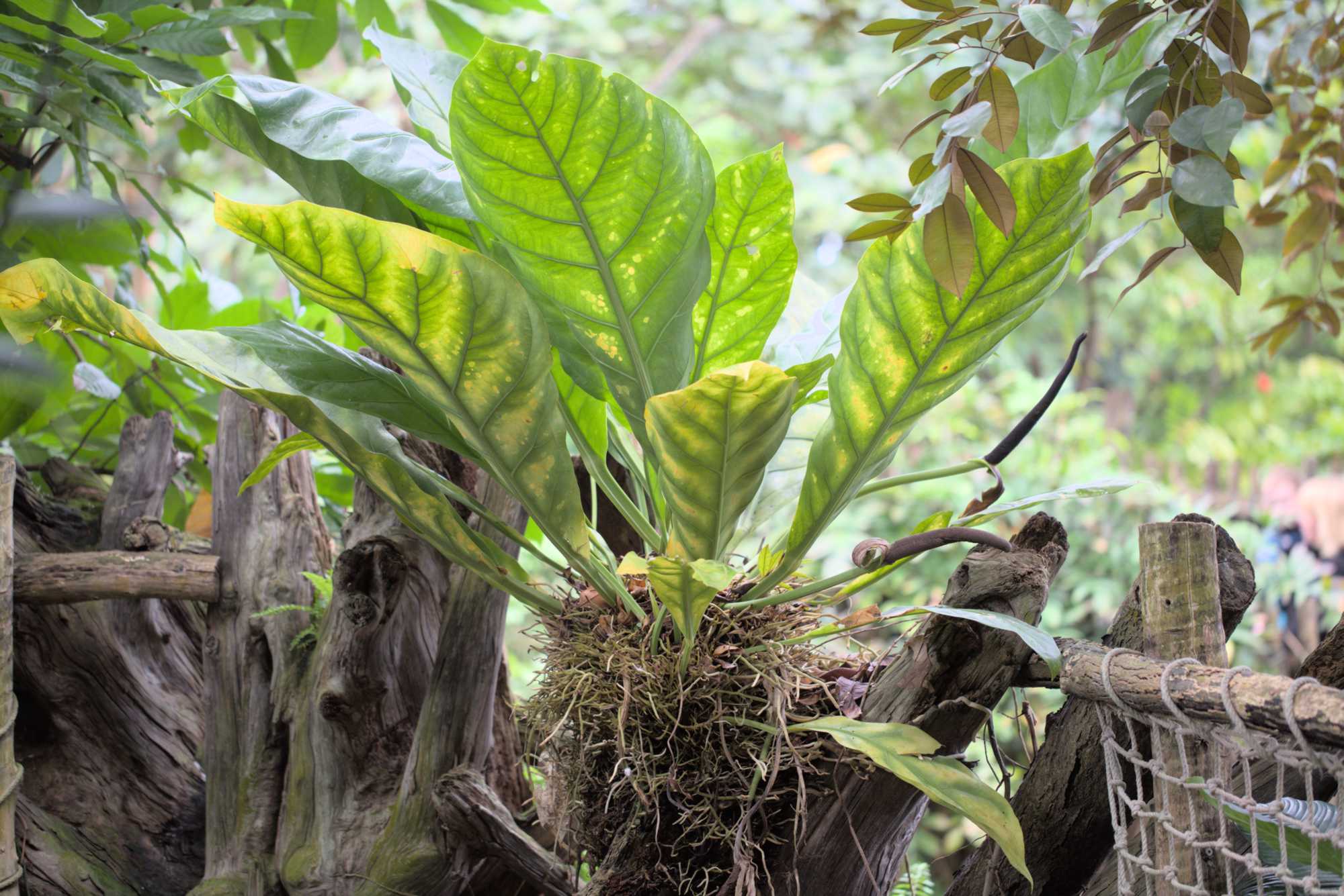 Lokation: Deutschland | Sachsen | Leipzig | Gondwanaland Kategorien: Gewächshaus, Datum: 18.03.2017
