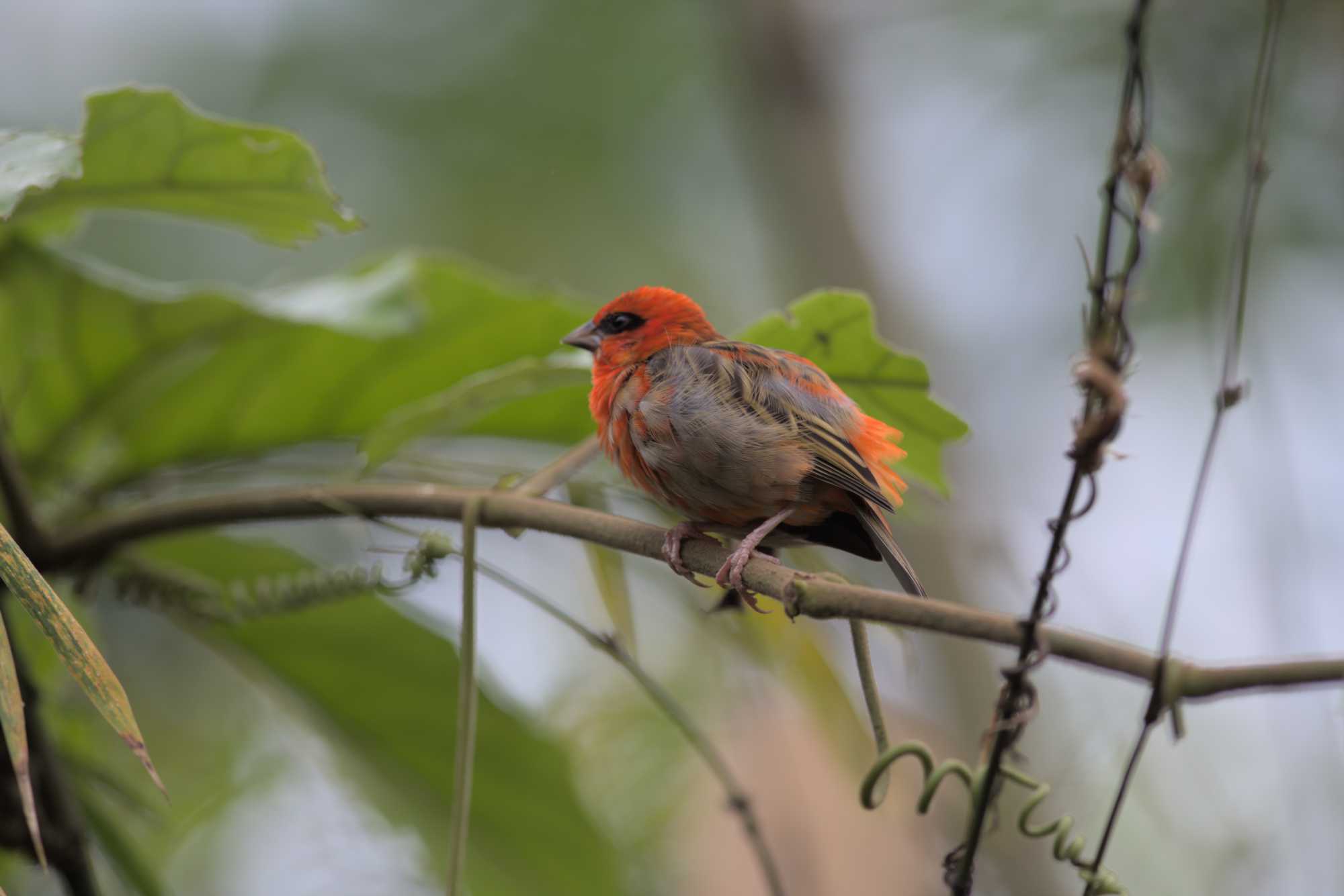 Lokation: Deutschland | Sachsen | Leipzig | Gondwanaland Kategorien: Vögel, Gewächshaus, Datum: 19.03.2017