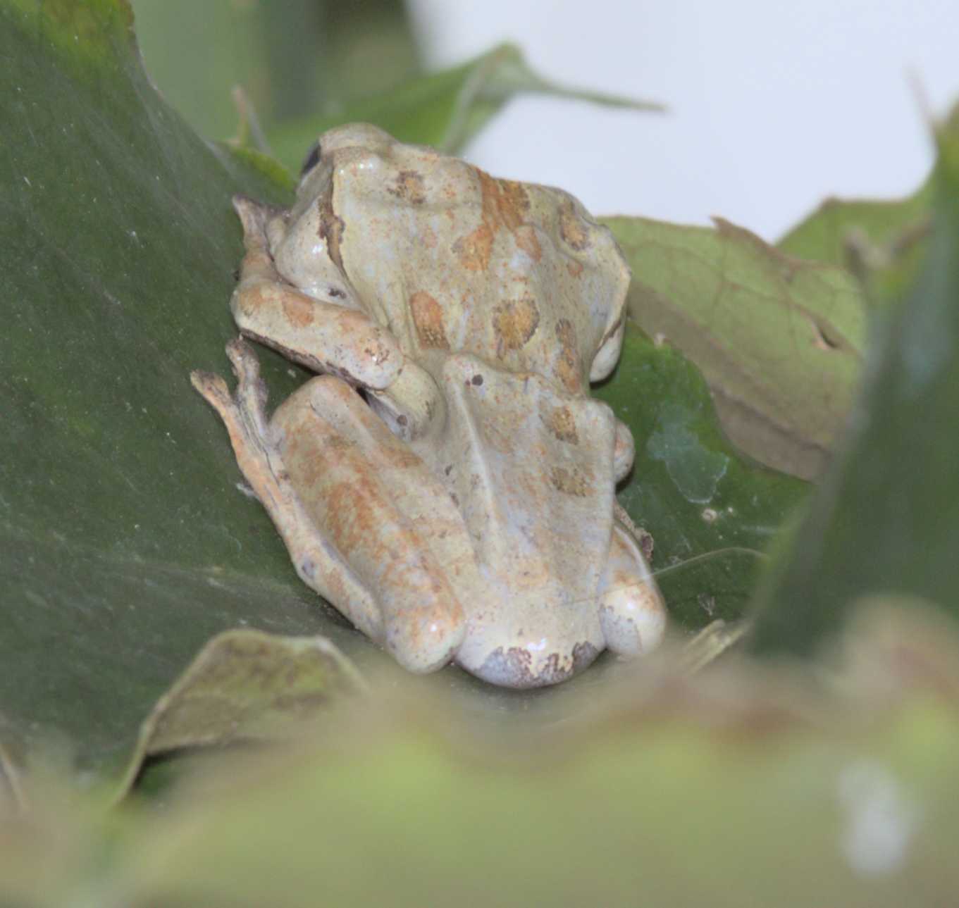 Lokation: Deutschland | Sachsen | Leipzig | Gondwanaland Kategorien: Gewächshaus, Datum: 19.03.2017