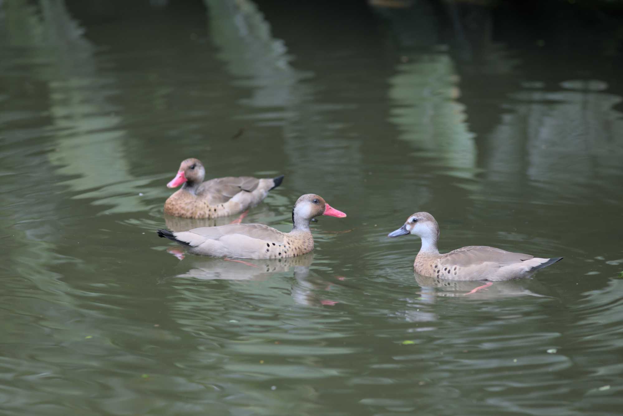Lokation: Deutschland | Sachsen | Leipzig | Gondwanaland Kategorien: Vögel, Gewächshaus, Datum: 19.03.2017