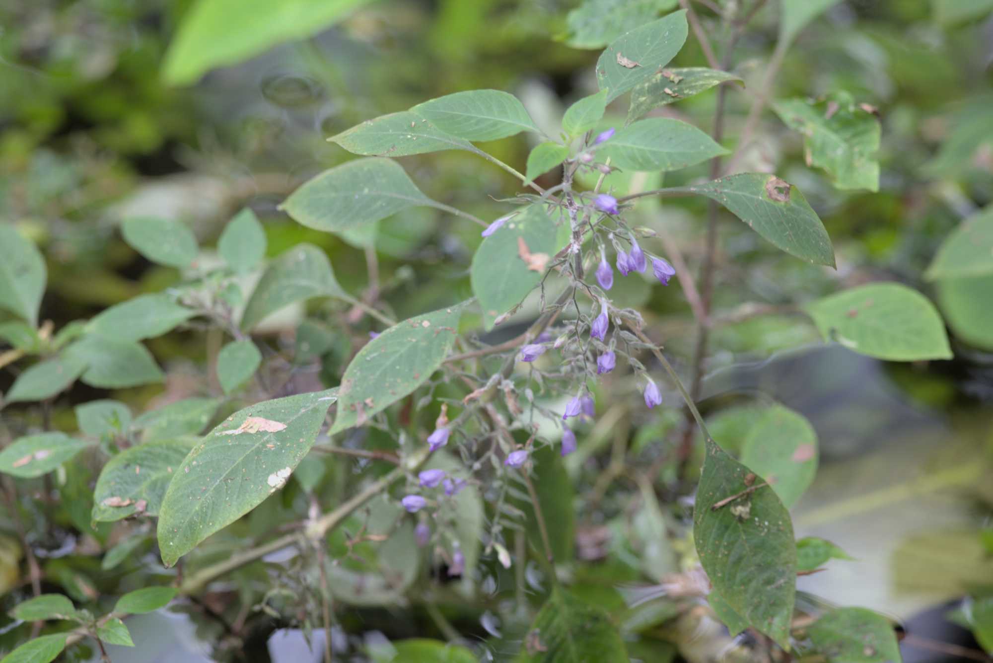 Lokation: Deutschland | Sachsen | Leipzig | Gondwanaland Kategorien: Gewächshaus, Datum: 19.03.2017