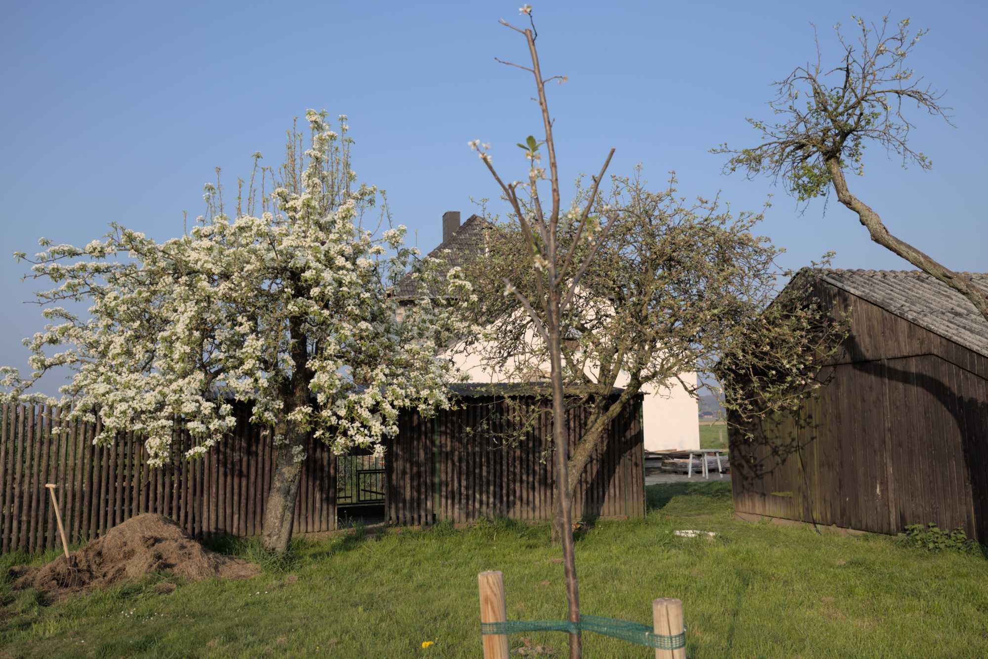 Lokation: Deutschland | Nordrhein-Westfalen | Heinsberg | Wassenberg Kategorien: Streuobstwiese, Hortus rusticus, Datum: 08.04.2017