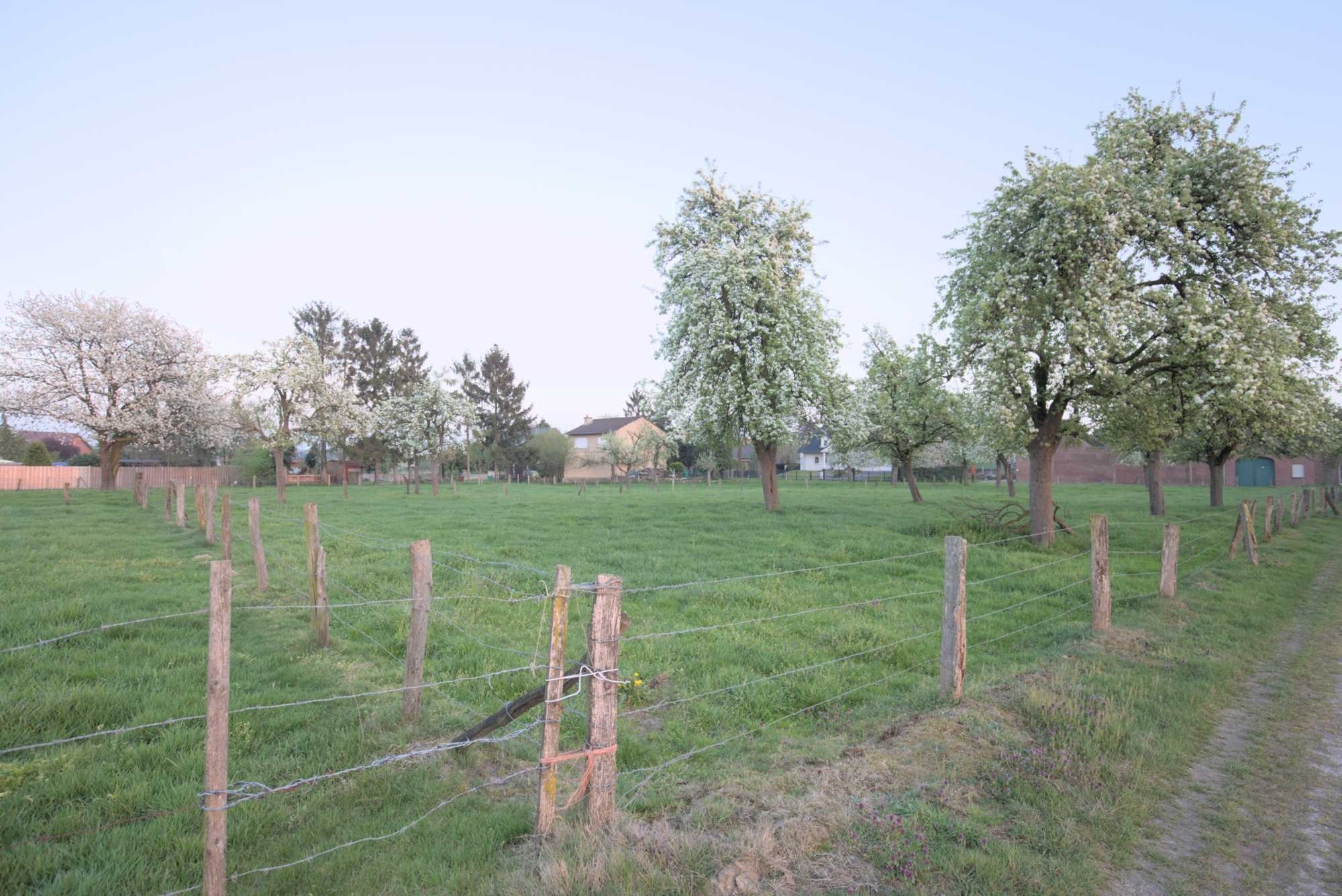 Lokation: Deutschland | Nordrhein-Westfalen | Heinsberg | Wassenberg Kategorien: Streuobstwiese, Datum: 09.04.2017