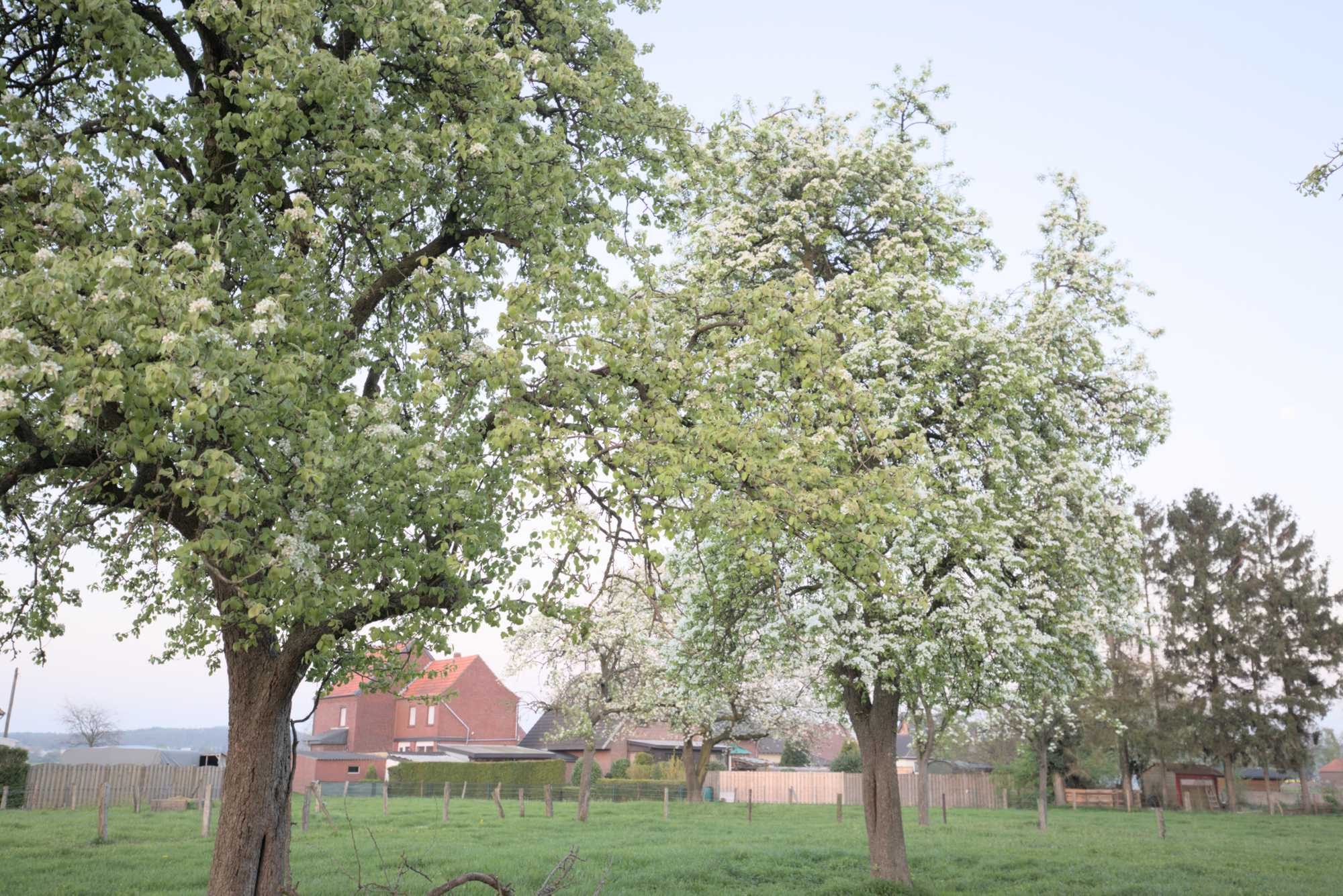 Lokation: Deutschland | Nordrhein-Westfalen | Heinsberg | Wassenberg Kategorien: Streuobstwiese, Datum: 09.04.2017