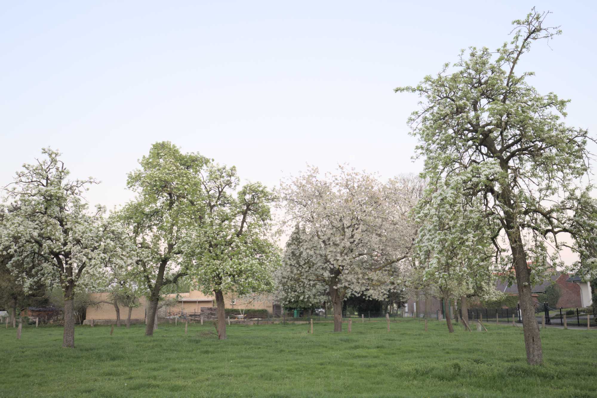 Lokation: Deutschland | Nordrhein-Westfalen | Heinsberg | Wassenberg Kategorien: Streuobstwiese, Datum: 09.04.2017