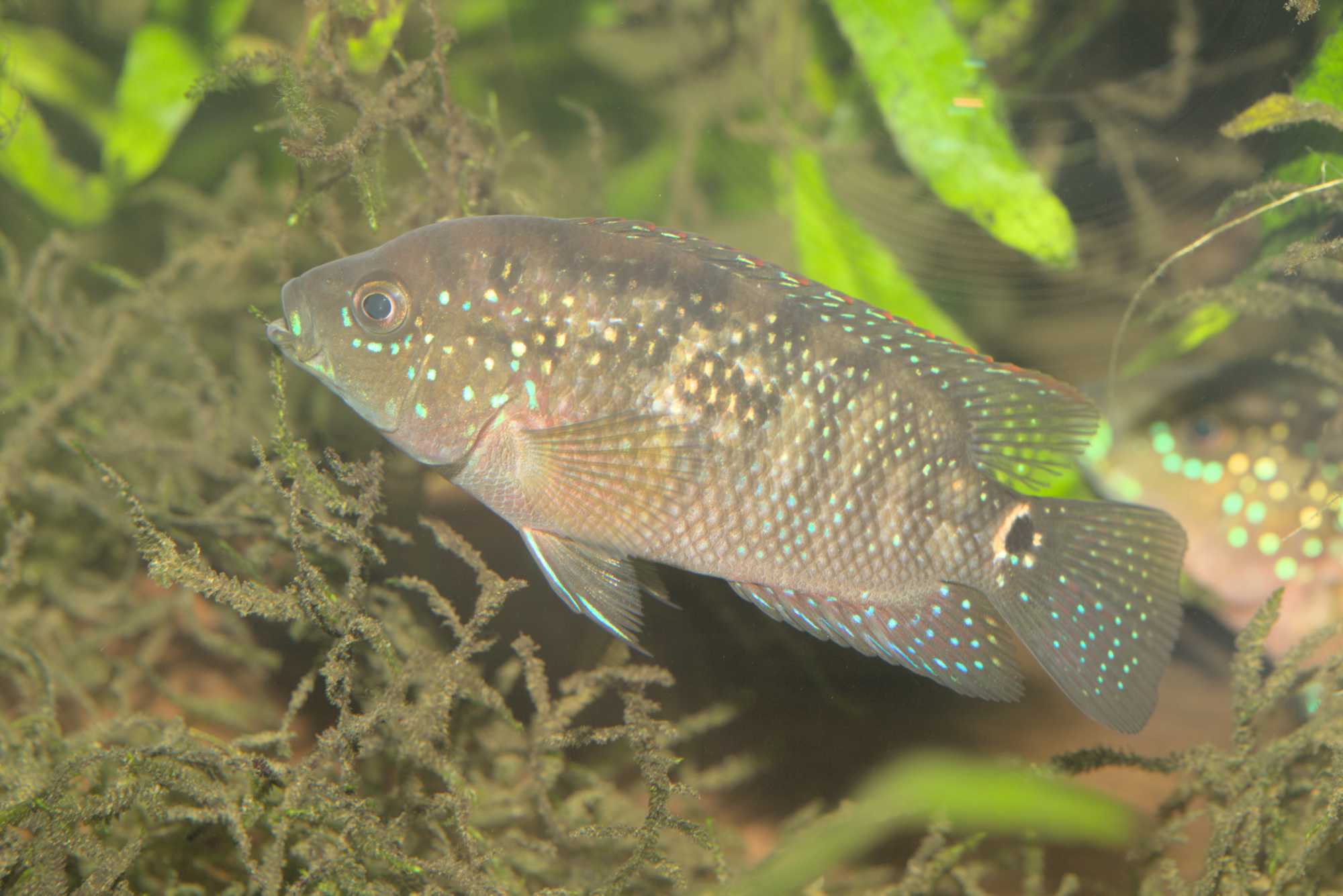 Lokation: Deutschland | Nordrhein-Westfalen | Heinsberg | Wassenberg Kategorien: Fische, Hortus rusticus, Datum: 16.04.2017