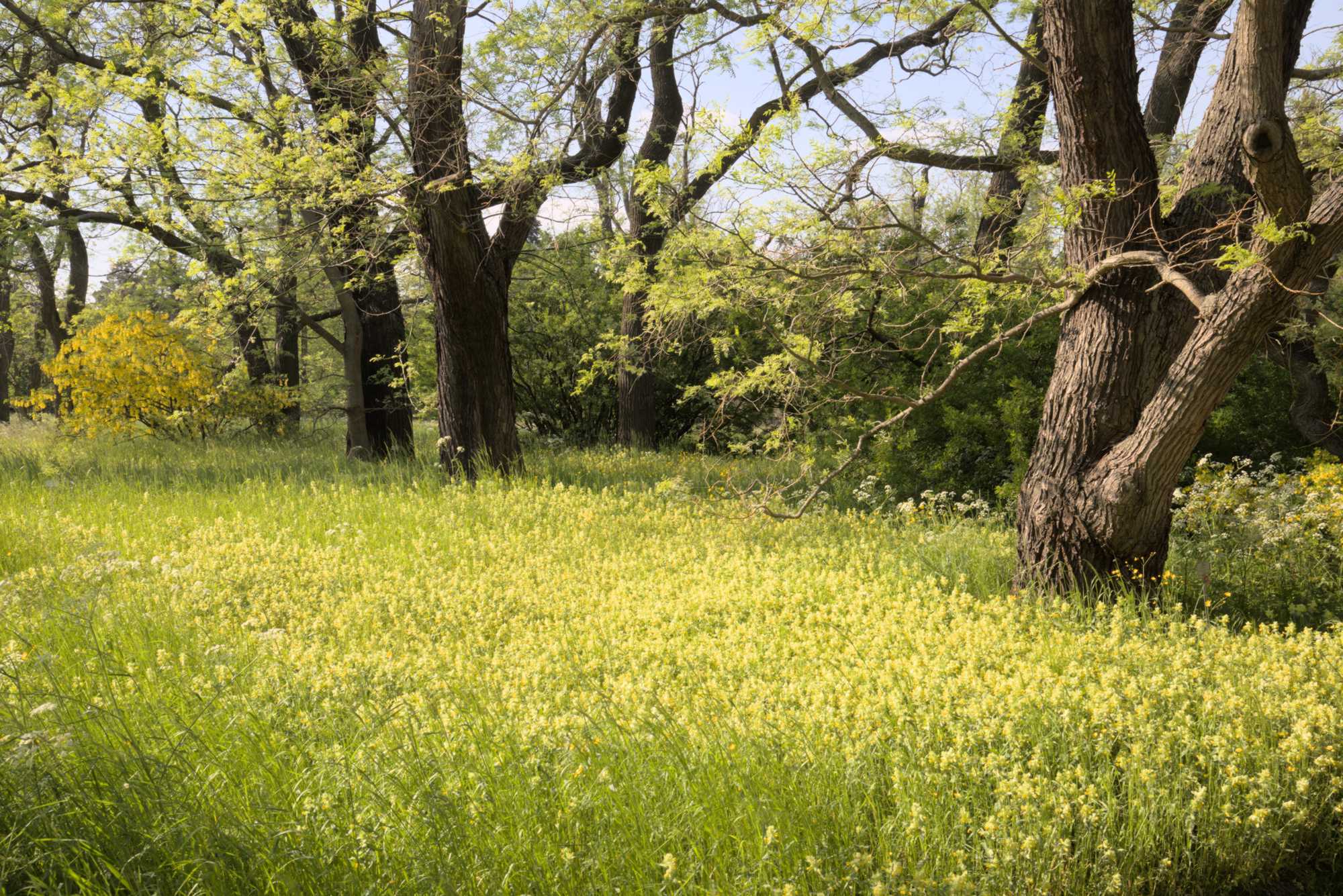 Lokation: Deutschland | Berlin | Dahlem | Botanischer Garten Kategorien: Garten, Datum: 19.05.2017