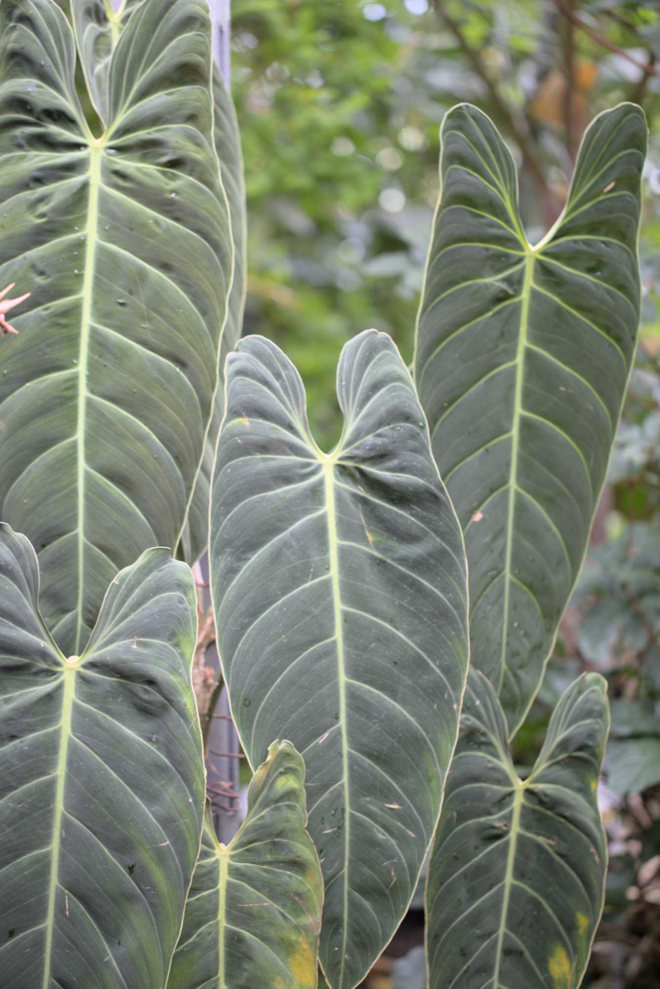 Lokation: Deutschland | Berlin | Dahlem | Botanischer Garten Kategorien: Gewächshaus, Datum: 20.05.2017