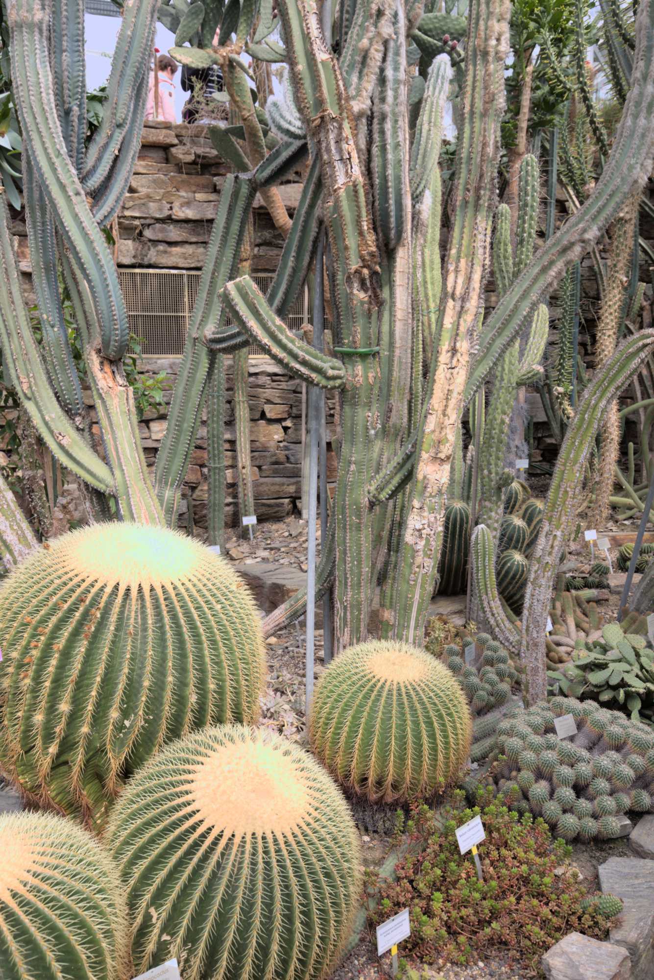 Lokation: Deutschland | Berlin | Dahlem | Botanischer Garten Kategorien: Gewächshaus, Datum: 20.05.2017