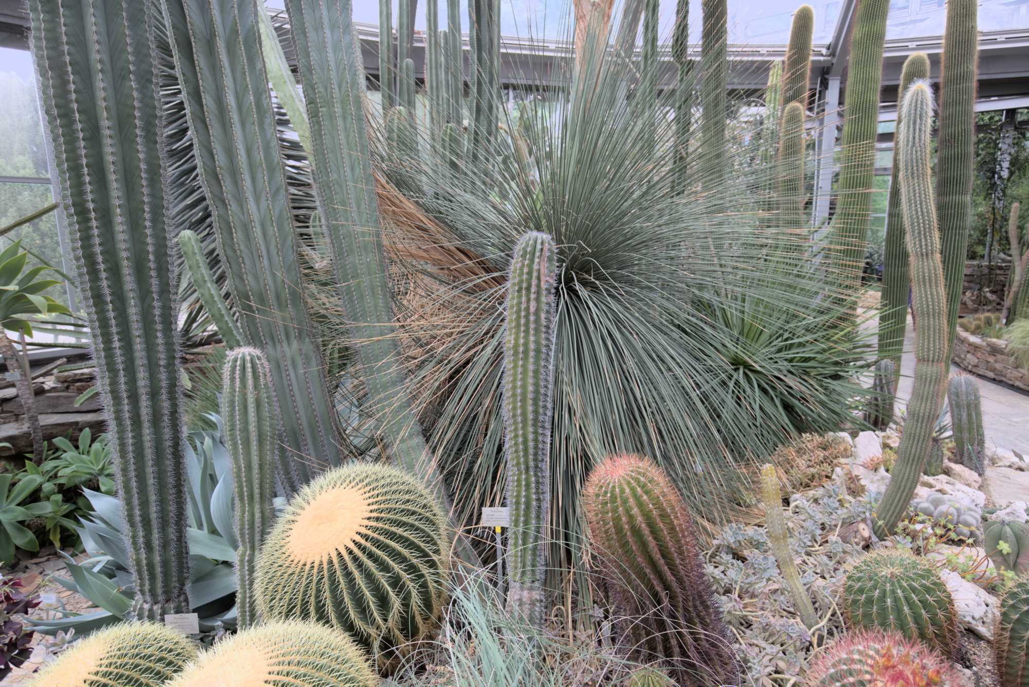 Lokation: Deutschland | Berlin | Dahlem | Botanischer Garten Kategorien: Gewächshaus, Datum: 20.05.2017