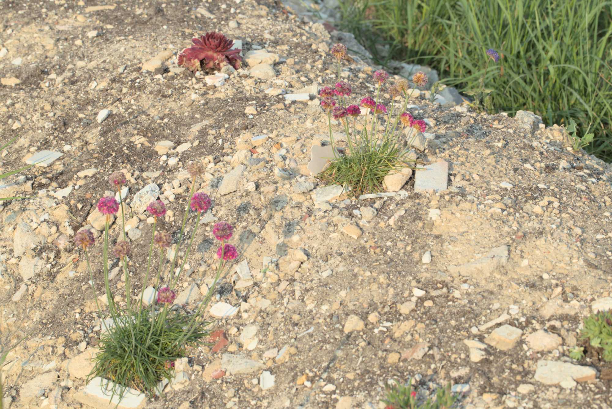 Lokation: Deutschland | Nordrhein-Westfalen | Heinsberg | Wassenberg Kategorien: Bau, Magerbeet, Hortus rusticus, Datum: 31.05.2017