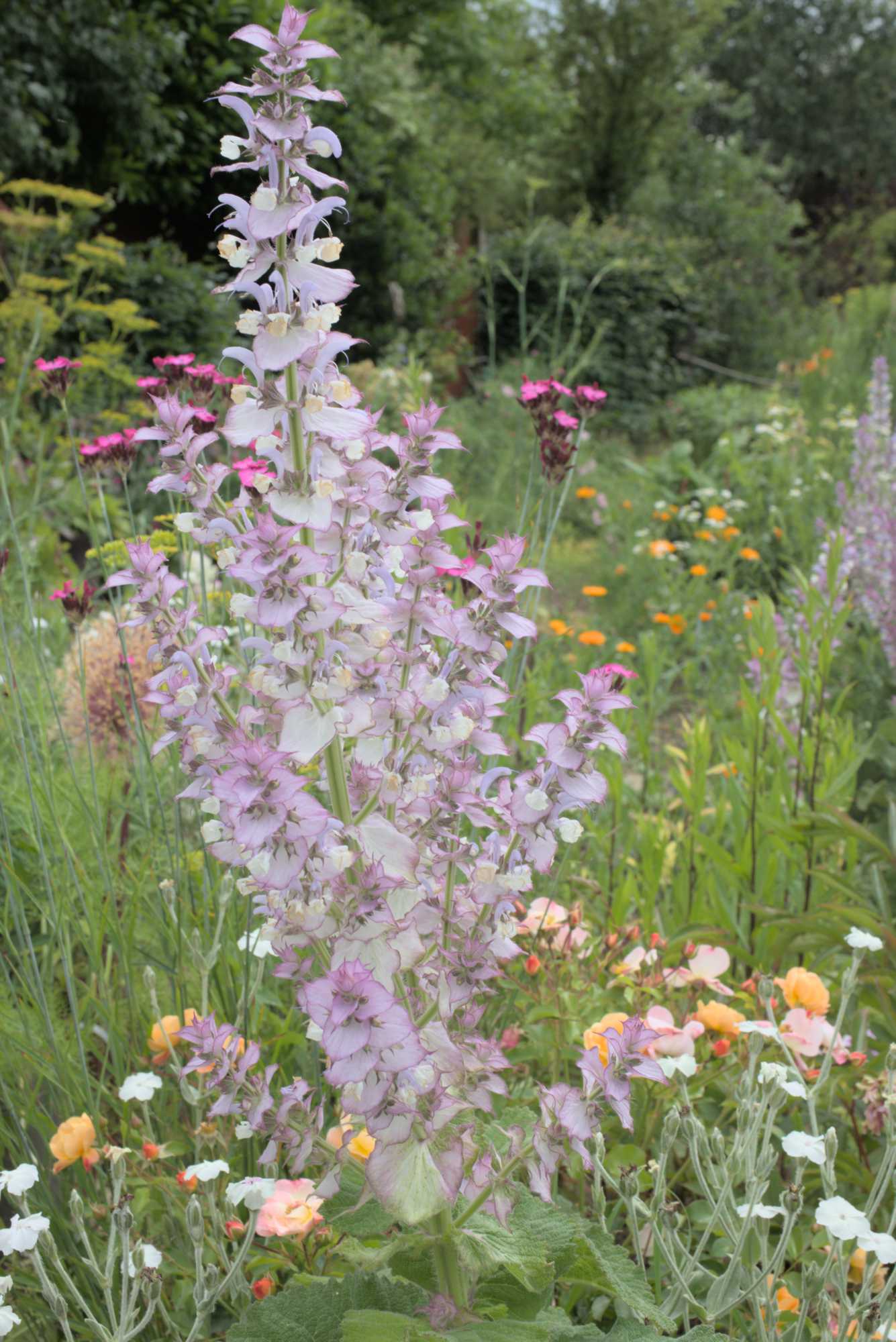 Lokation: Deutschland | Nordrhein-Westfalen | Heinsberg | Wassenberg Kategorien: Garten, Datum: 17.06.2017