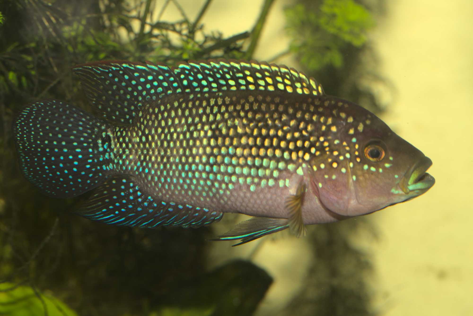 Lokation: Deutschland | Nordrhein-Westfalen | Heinsberg | Wassenberg Kategorien: Fische, Hortus rusticus, Datum: 13.07.2017