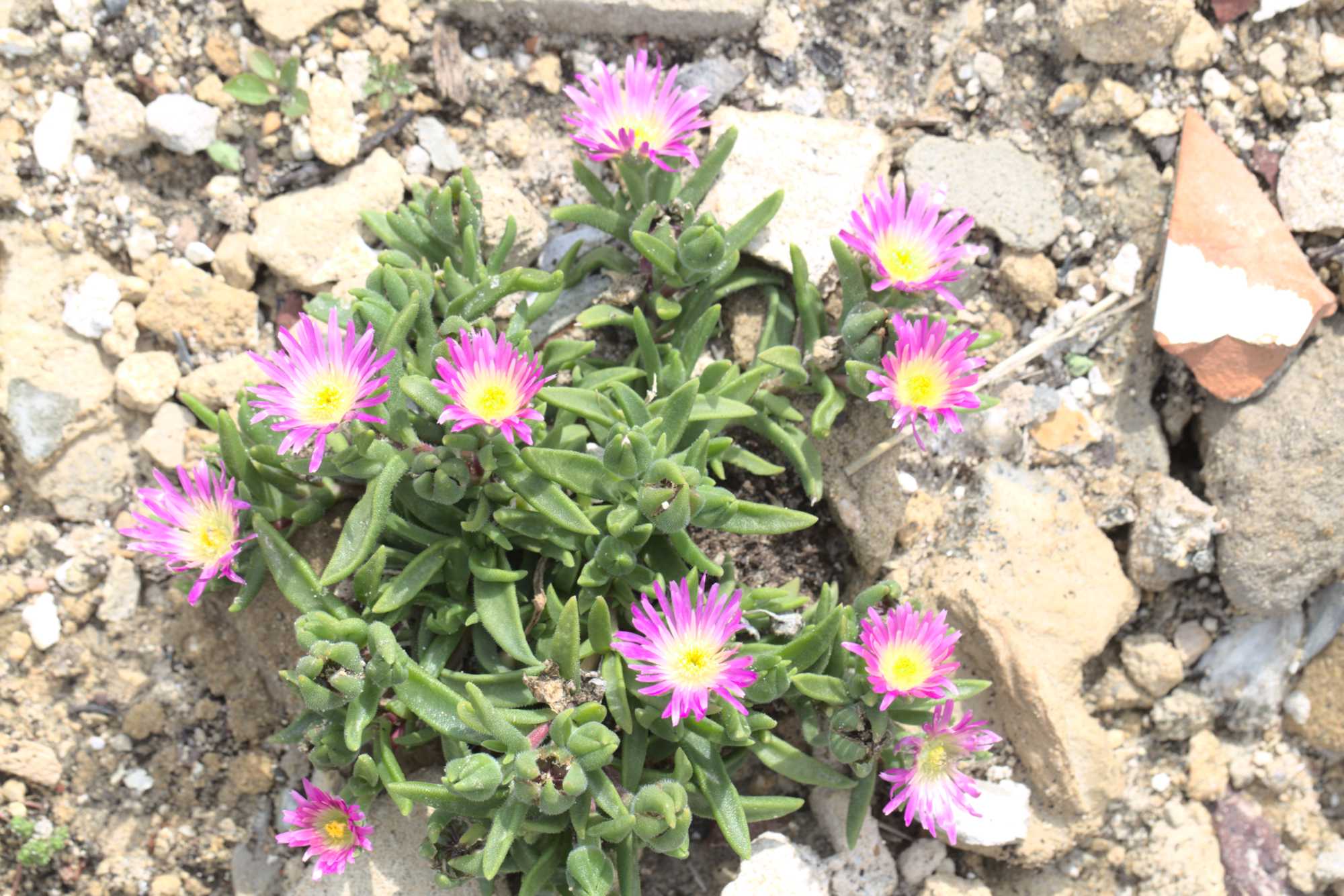 Lokation: Deutschland | Nordrhein-Westfalen | Heinsberg | Wassenberg Kategorien: Magerbeet, Hortus rusticus, Datum: 15.07.2017