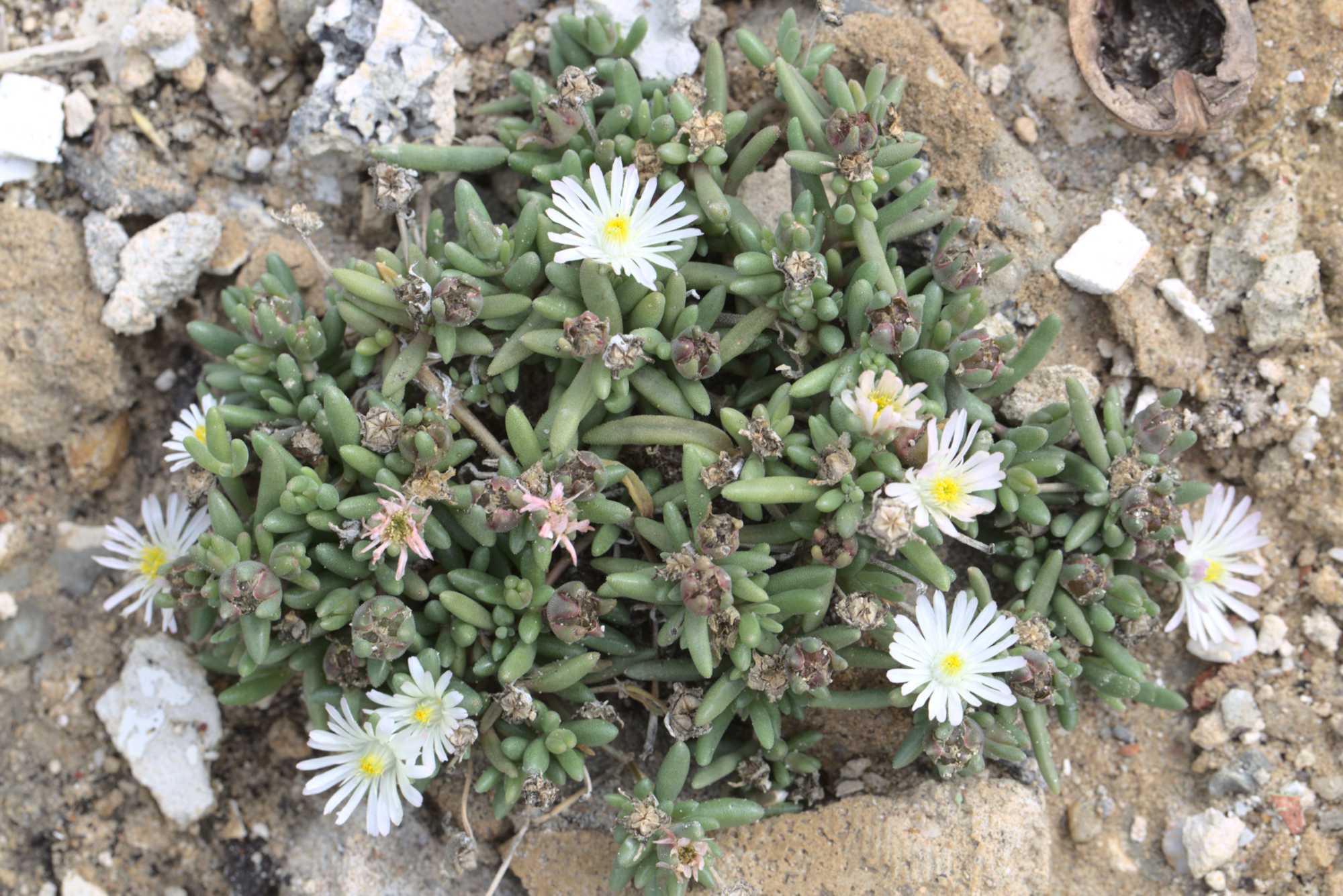 Lokation: Deutschland | Nordrhein-Westfalen | Heinsberg | Wassenberg Kategorien: Magerbeet, Hortus rusticus, Datum: 15.07.2017