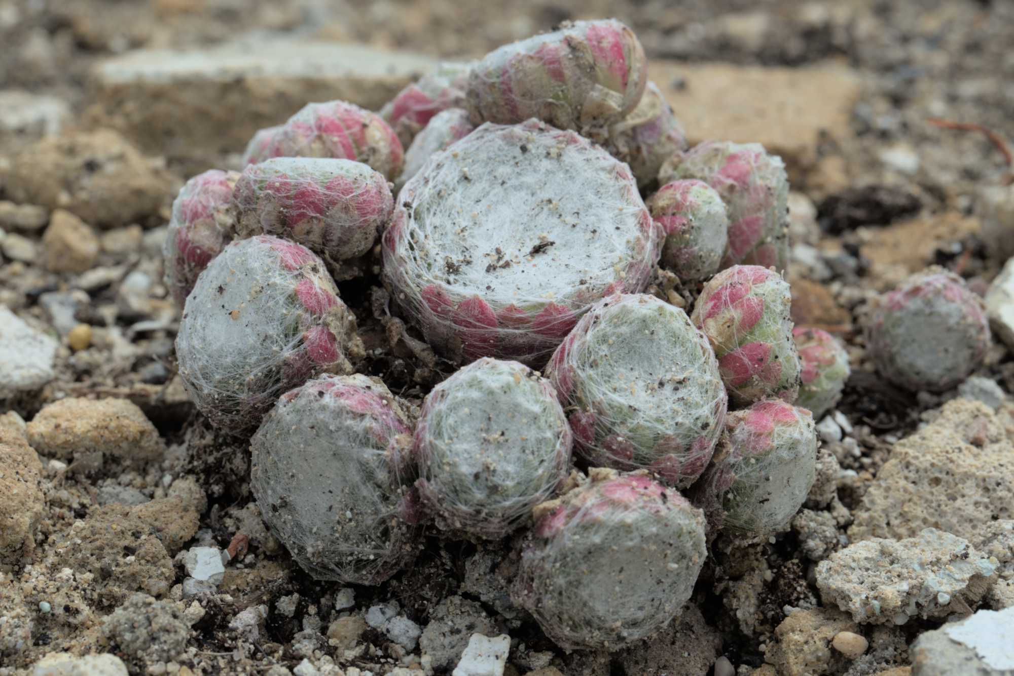 Lokation: Deutschland | Nordrhein-Westfalen | Heinsberg | Wassenberg Kategorien: Magerbeet, Hortus rusticus, Datum: 15.07.2017