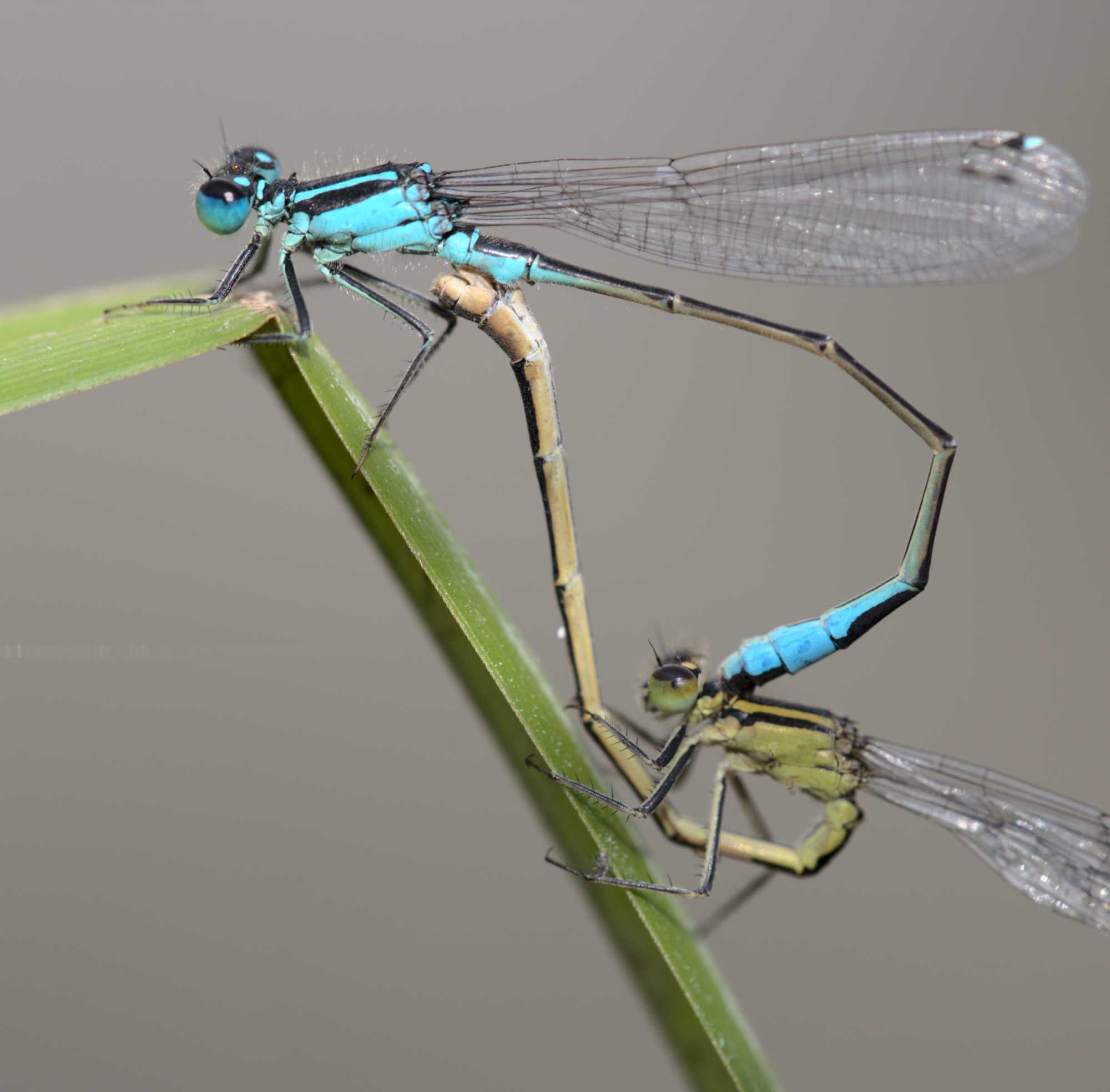 Große Pechlibelle (Ischnura elegans), Lokation: Deutschland | Nordrhein-Westfalen | Heinsberg | Wassenberg Kategorien: Libellen, Hortus rusticus, Familie: Coenagrionidae (Schlanklibellen), Datum: 26.07.2017