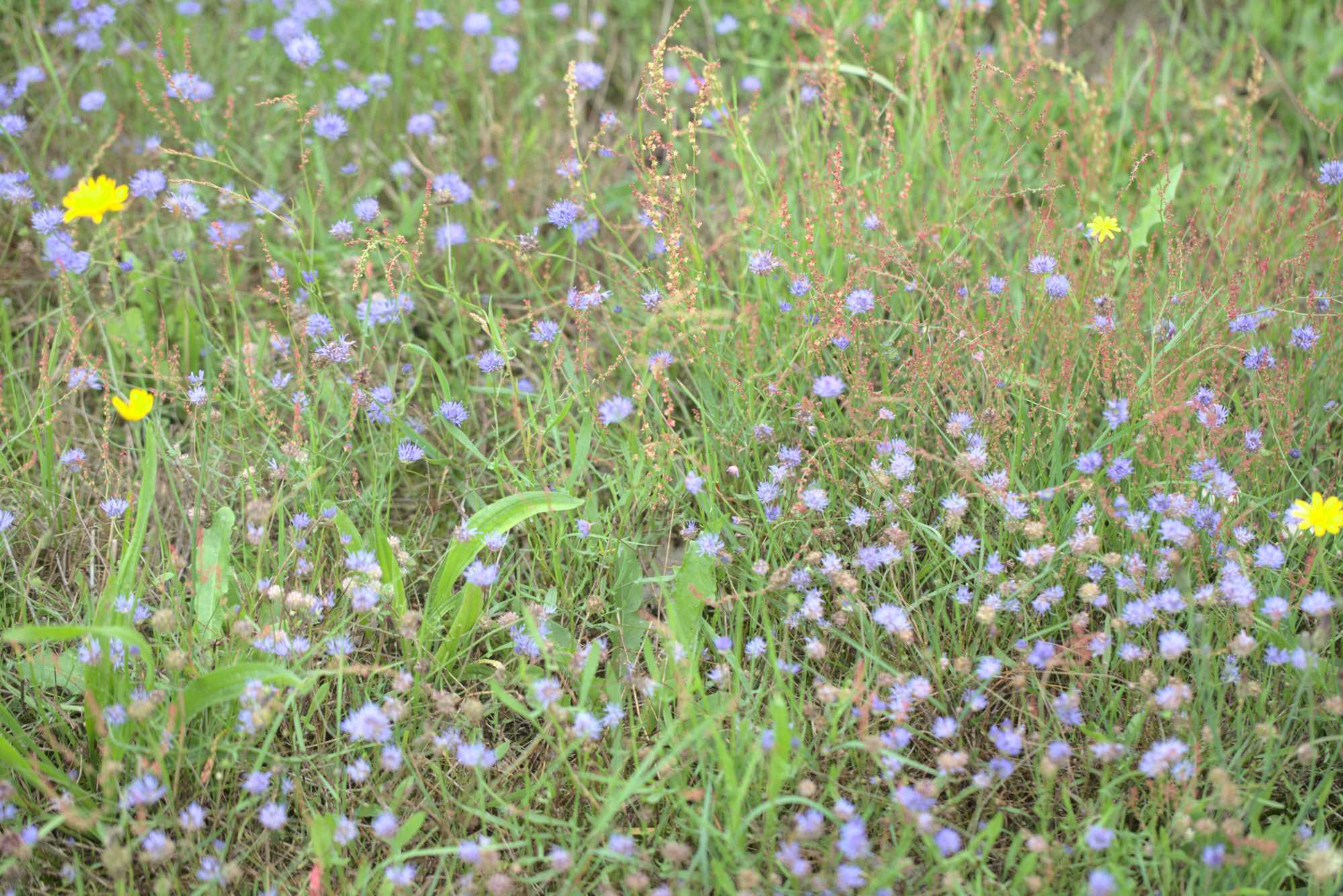 Lokation: Niederlande | Limburg | Roerdalen | Herkenbosch Kategorien: Wiese, Datum: 17.08.2017