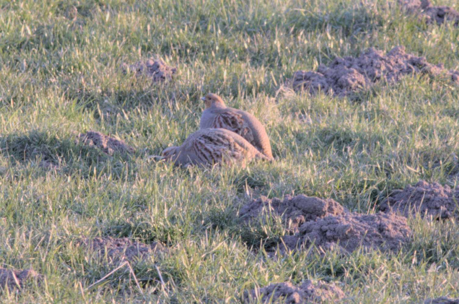 Lokation: Deutschland | Nordrhein-Westfalen | Heinsberg | Wassenberg Kategorien: Vögel, Hortus rusticus, Datum: 27.02.2018