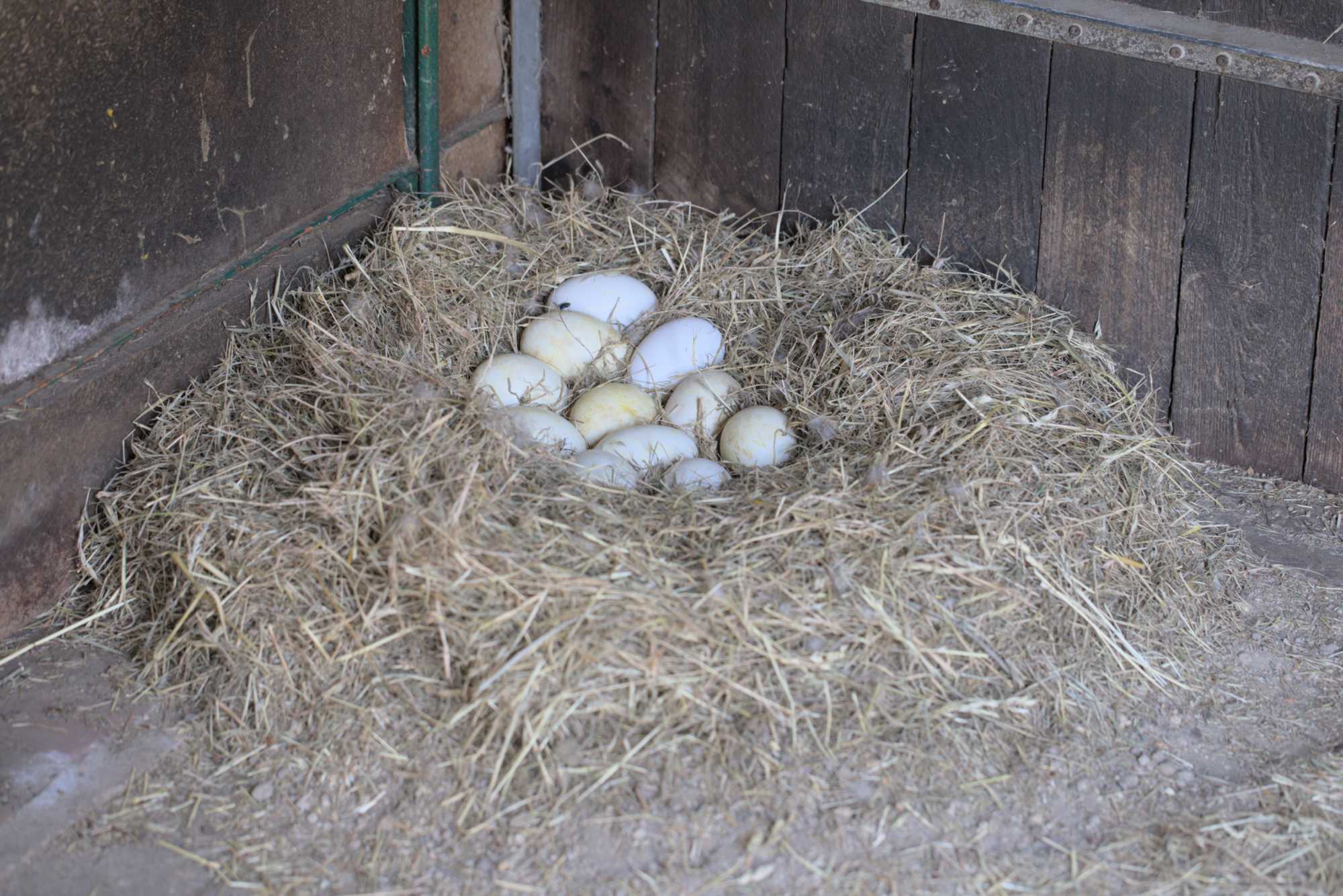 Lokation: Deutschland | Nordrhein-Westfalen | Heinsberg | Wassenberg Kategorien: Vögel, Hortus rusticus, Datum: 05.05.2018