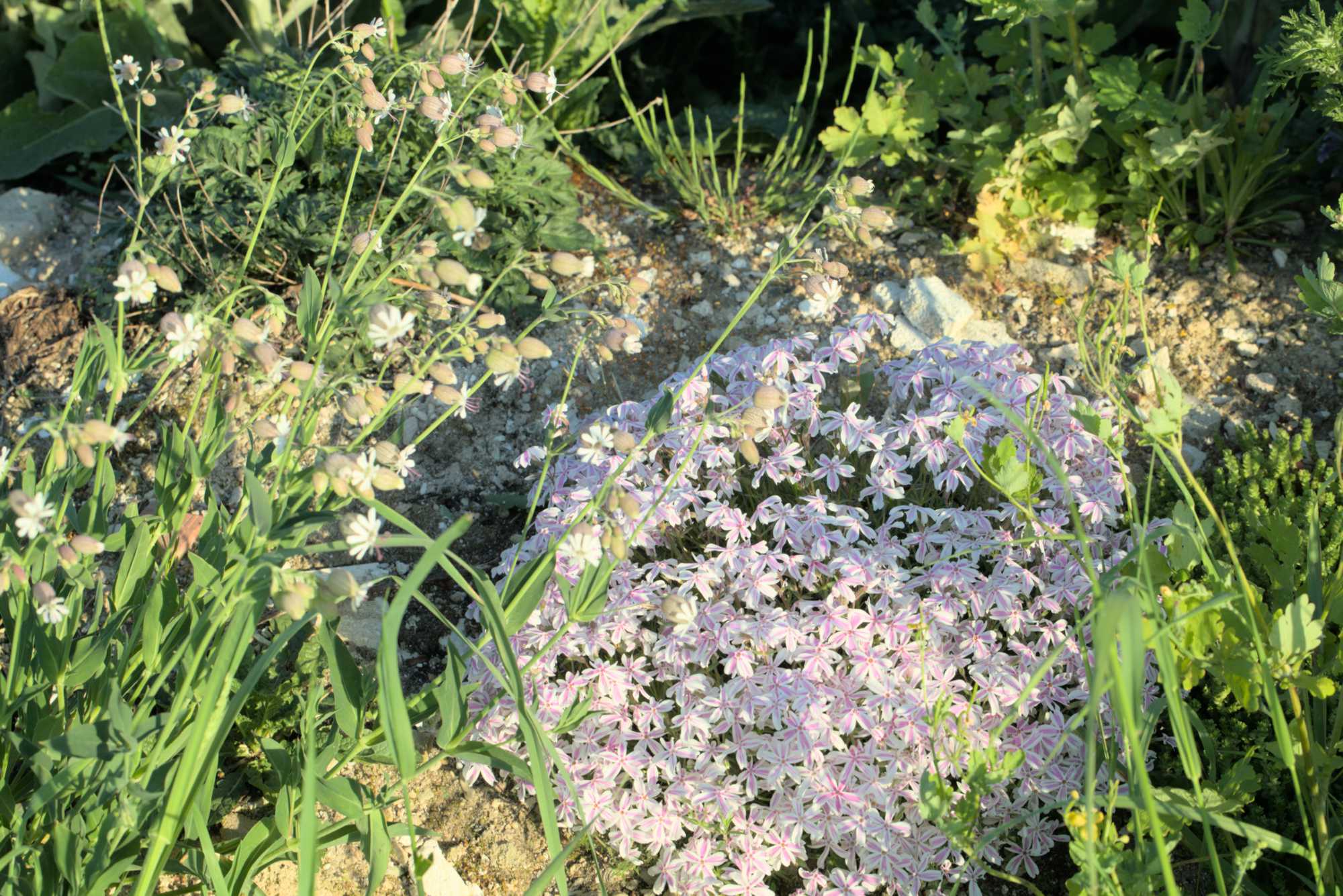 Lokation: Deutschland | Nordrhein-Westfalen | Heinsberg | Wassenberg Kategorien: Naturgarten, Magerbeet, Hortus rusticus, Landhausgarten, Datum: 08.05.2018