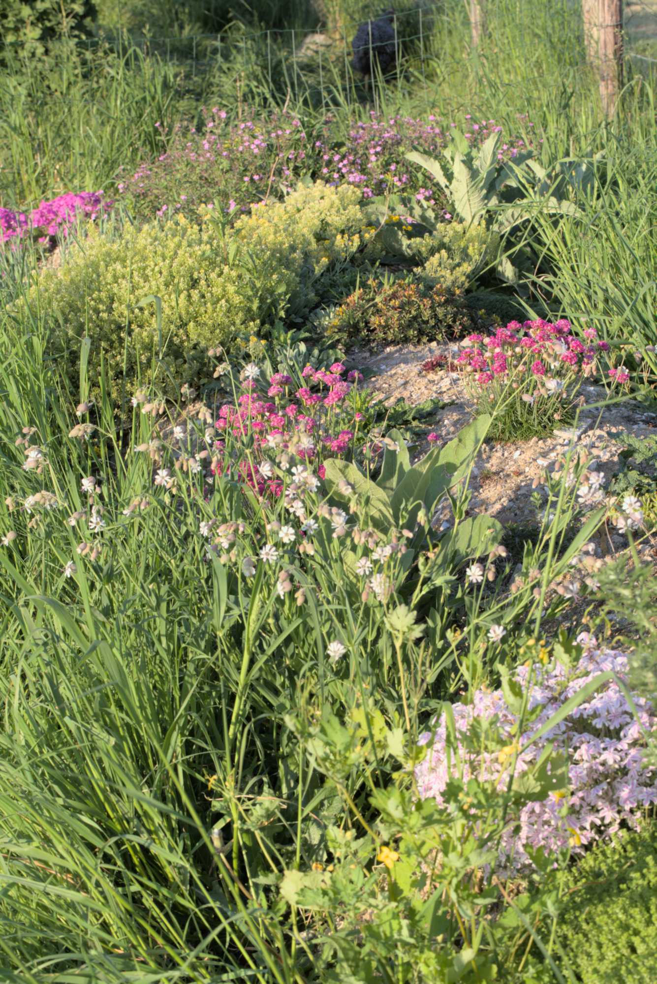 Lokation: Deutschland | Nordrhein-Westfalen | Heinsberg | Wassenberg Kategorien: Naturgarten, Magerbeet, Hortus rusticus, Landhausgarten, Datum: 08.05.2018