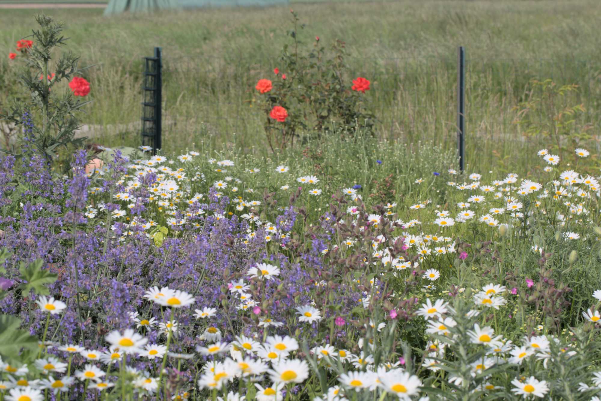 Lokation: Deutschland | Nordrhein-Westfalen | Heinsberg | Wassenberg Kategorien: Naturgarten, Magerbeet, Hortus rusticus, Landhausgarten, Datum: 26.05.2018