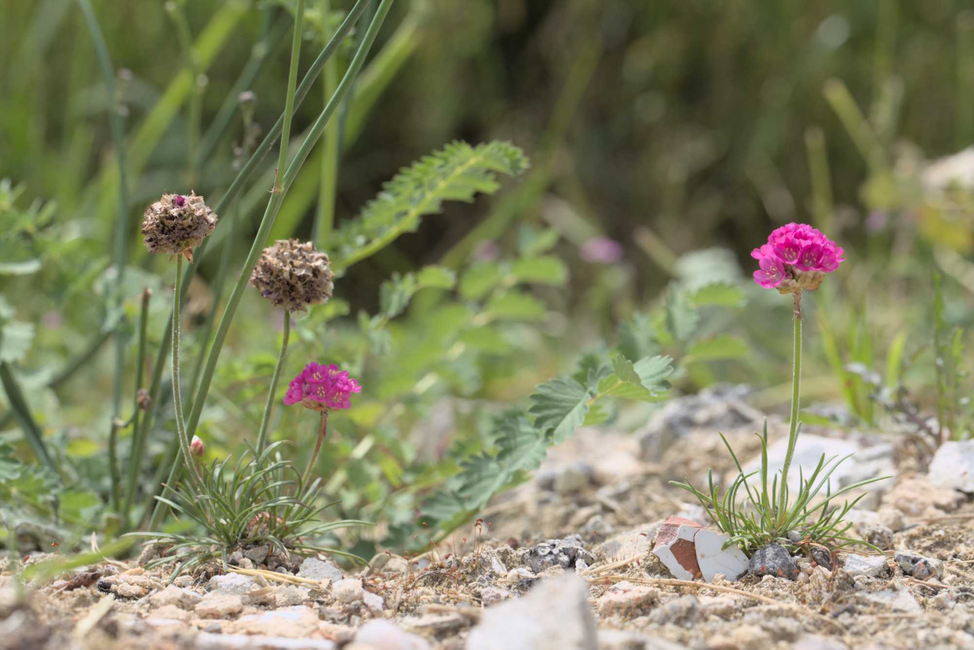 Lokation: Deutschland | Nordrhein-Westfalen | Heinsberg | Wassenberg Kategorien: Naturgarten, Magerbeet, Hortus rusticus, Landhausgarten, Datum: 27.05.2018