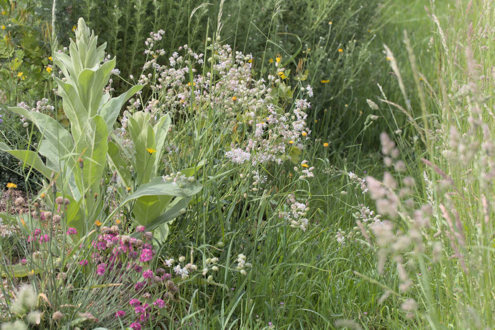 Lokation: Deutschland | Nordrhein-Westfalen | Heinsberg | Wassenberg Kategorien: Naturgarten, Magerbeet, Hortus rusticus, Landhausgarten, Datum: 27.05.2018