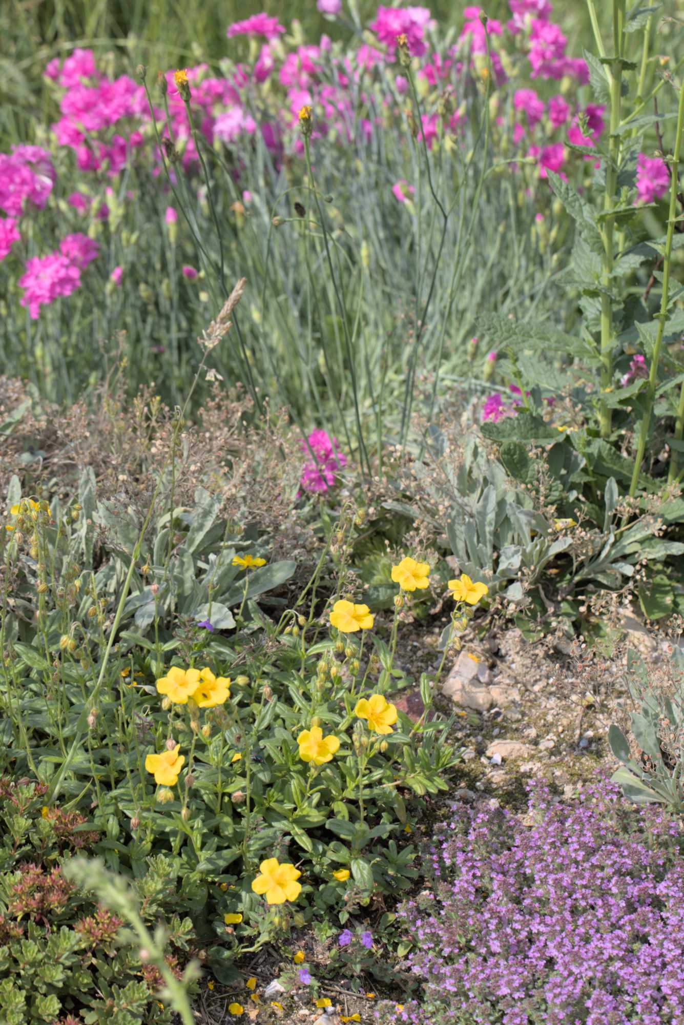 Lokation: Deutschland | Nordrhein-Westfalen | Heinsberg | Wassenberg Kategorien: Naturgarten, Magerbeet, Hortus rusticus, Landhausgarten, Datum: 03.06.2018