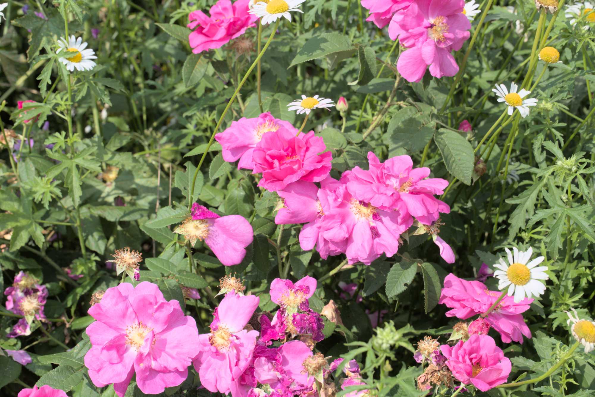 Lokation: Deutschland | Nordrhein-Westfalen | Heinsberg | Wassenberg Kategorien: Naturgarten, Magerbeet, Hortus rusticus, Landhausgarten, Rosen, Datum: 03.06.2018